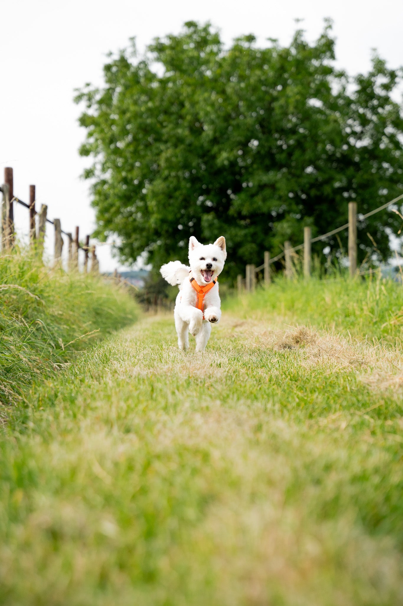 Wanderurlaub mit Hund