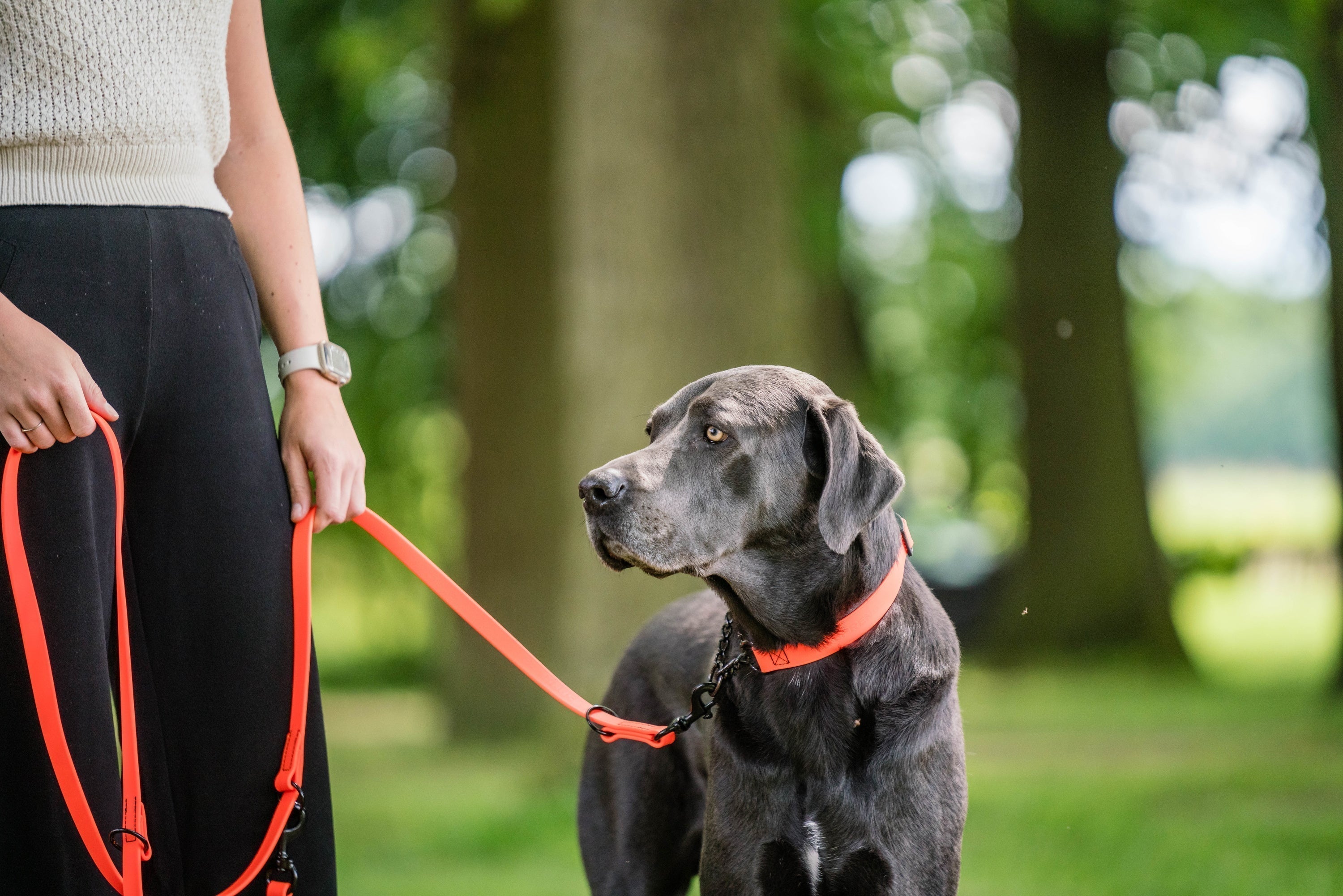5 Tipps für den Spaziergang mit Hund