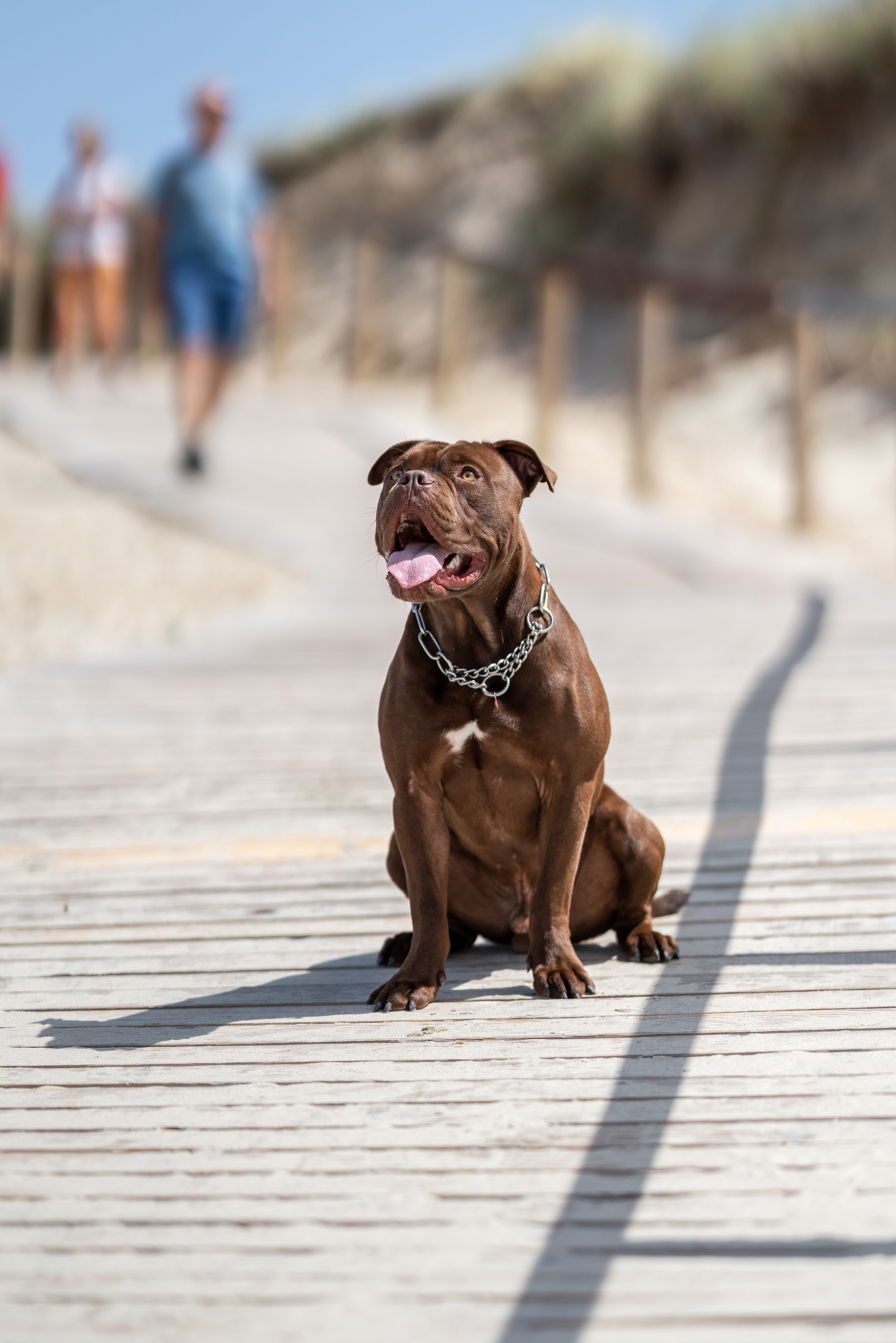 Hund und Hitze: 6 Tipps für den Sommer mit Hund