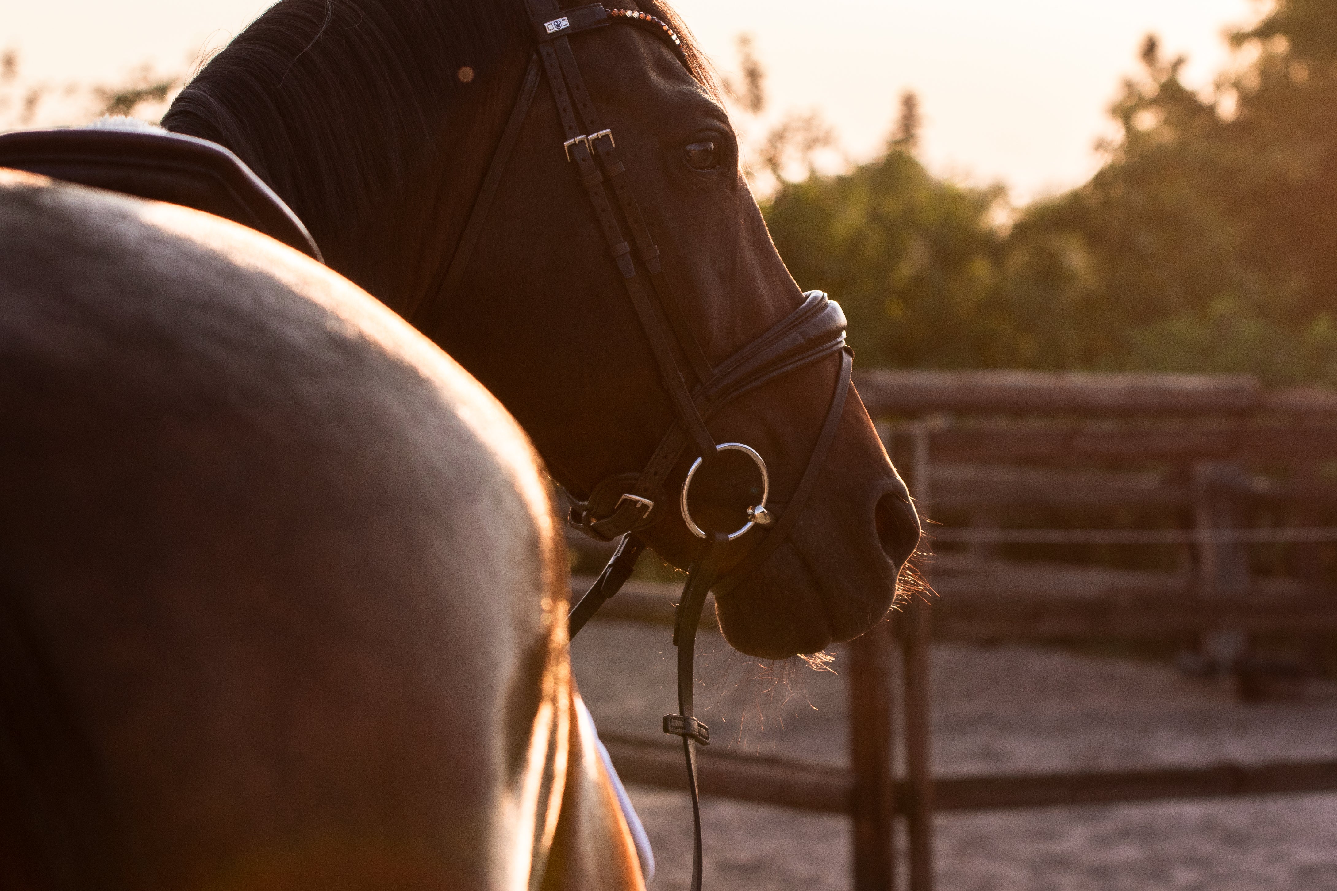Ein schwarzes Pferd steht in einem Reitstall bei Sonnenuntergang. Der Fokus liegt auf dem Kopf und Hals des Pferdes, mit einem Zaumzeug, das glitzert. Im Hintergrund sind unscharfe, grüne Bäume und eine Holzumzäunung zu sehen, die eine ländliche Umgebung schaffen. Die sanften Lichtverhältnisse betonen die Konturen des Pferdes und verleihen der Szene eine ruhige, harmonische Atmosphäre.