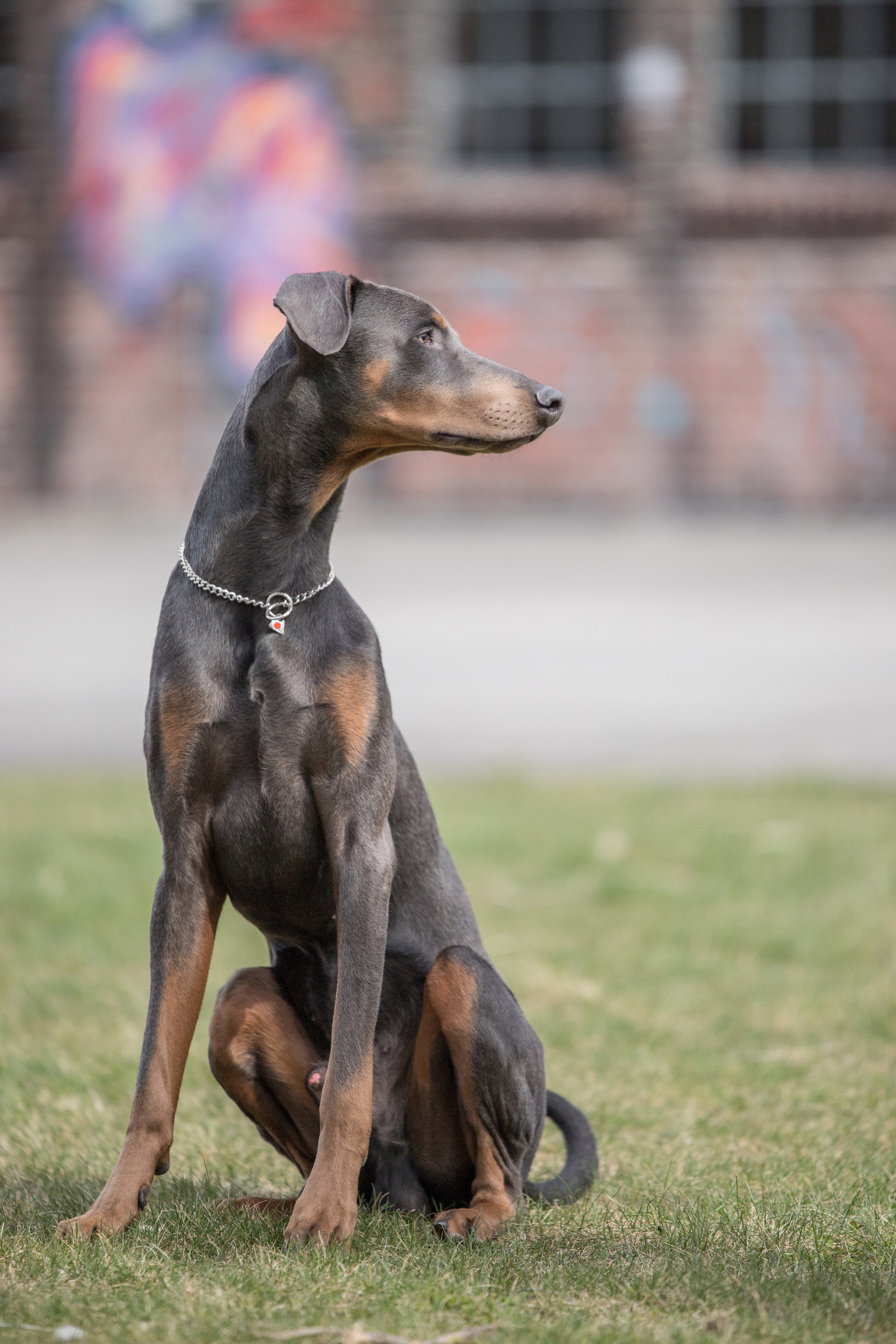 Hund mit Edelstahl Kettenhalsband