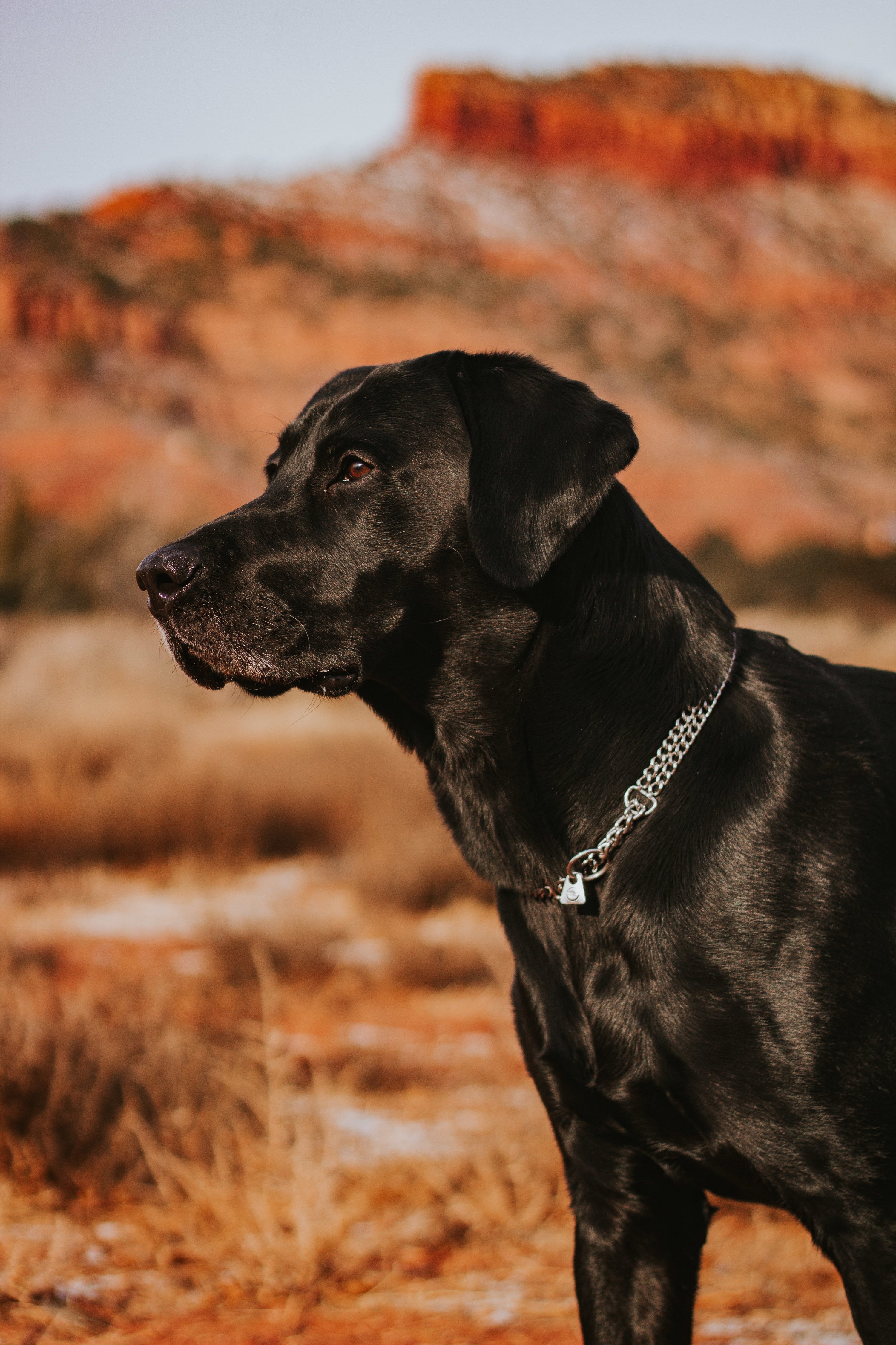 Schwarzer Hund mit 2 reihigen Edelstahl Kettenhalsband