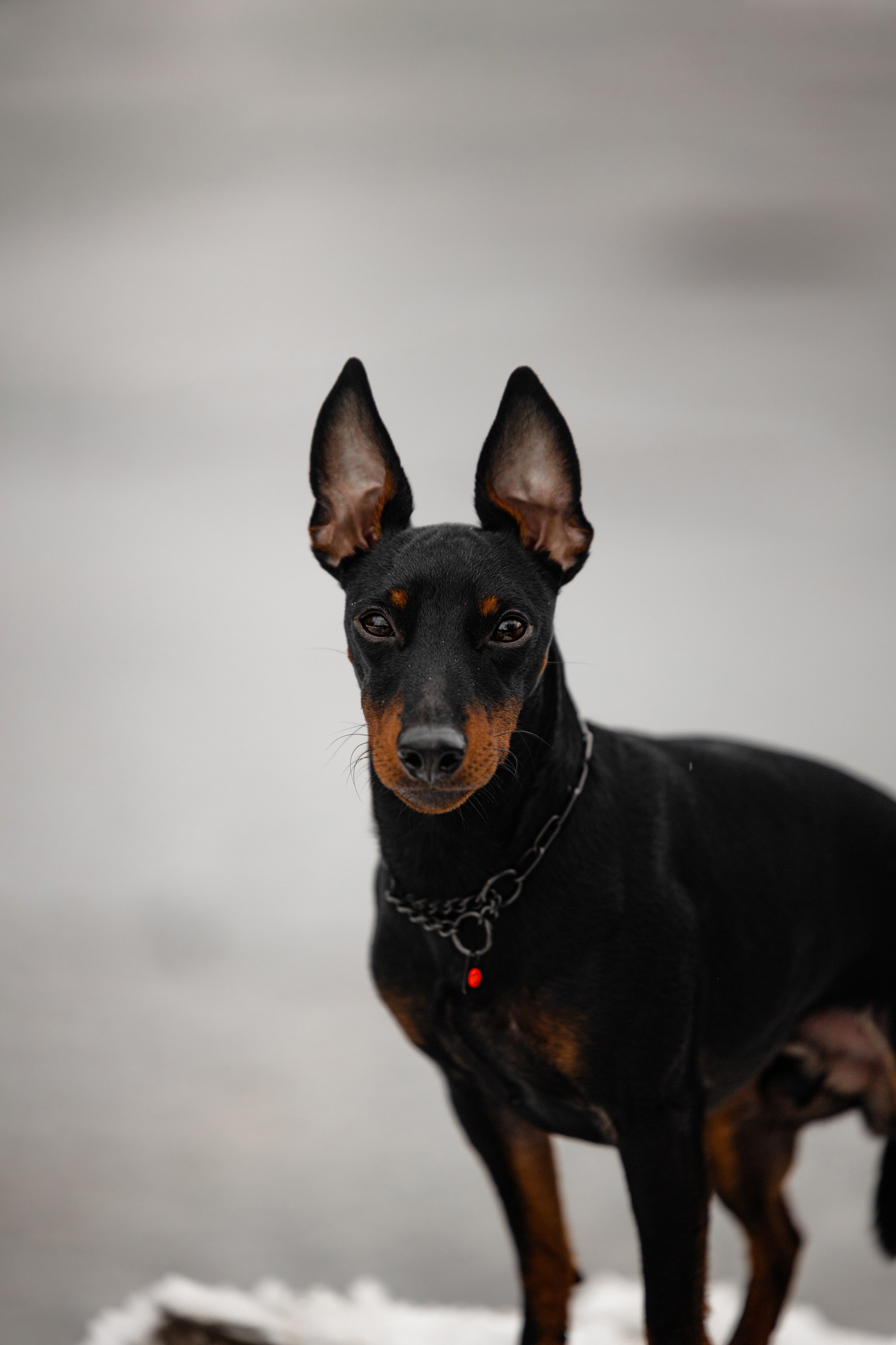 kleiner Hund mit Edeltahl Kettenhalsband schwarz