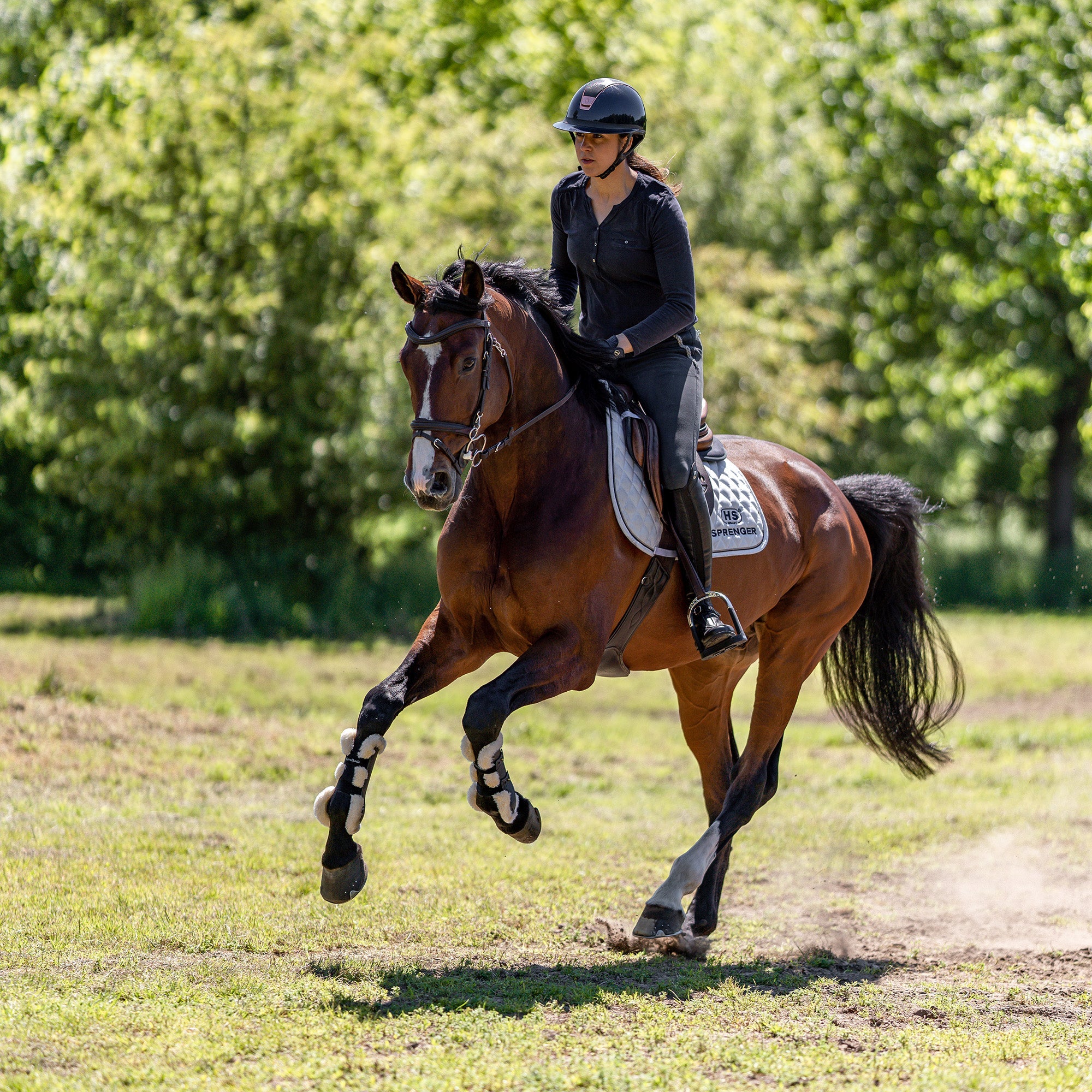 braunes pferd mit 3Ring Gebiss beim Reiten