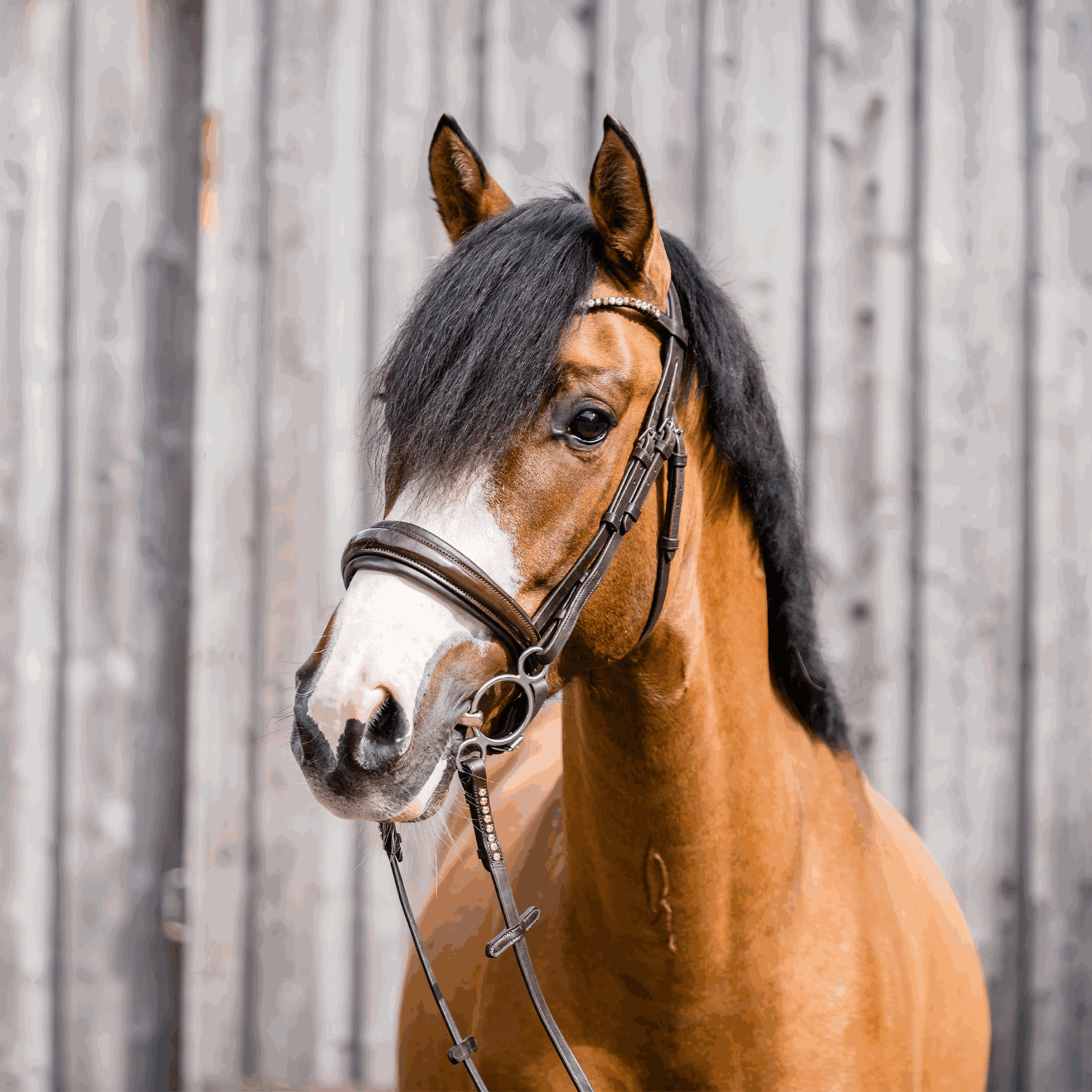 Dynamic RS Universal 14 mm doppelt gebrochen Sensogan Sensogan 115 mm Weite | 3_Ring_Pony_02.png