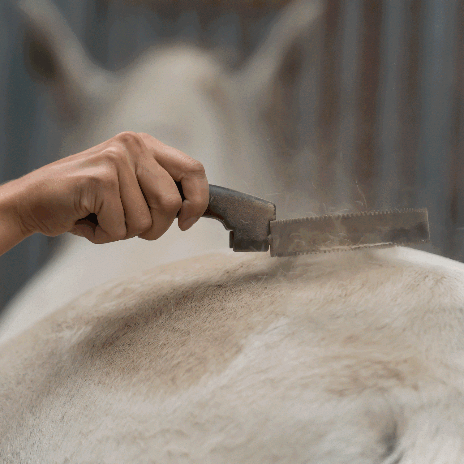 Federstriegel mit Kunststoffgriff | 4527100214_3.png | 1731070589