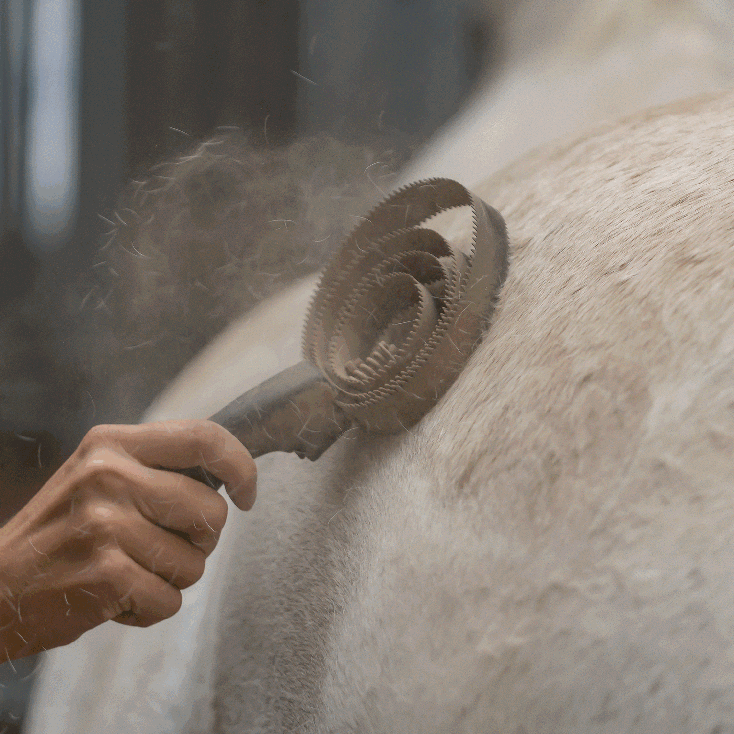 Federstriegel mit Kunststoffgriff | 4527100214_5.png | 1731070589