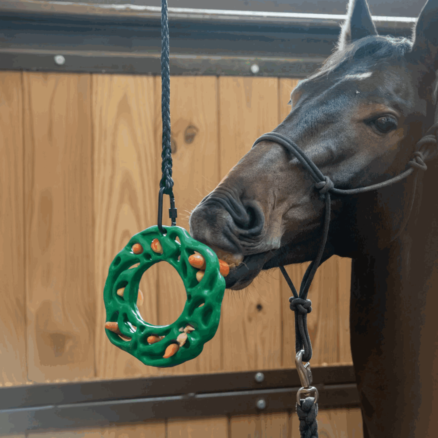 petKore Luna Ring XL | 4540900073_4.png