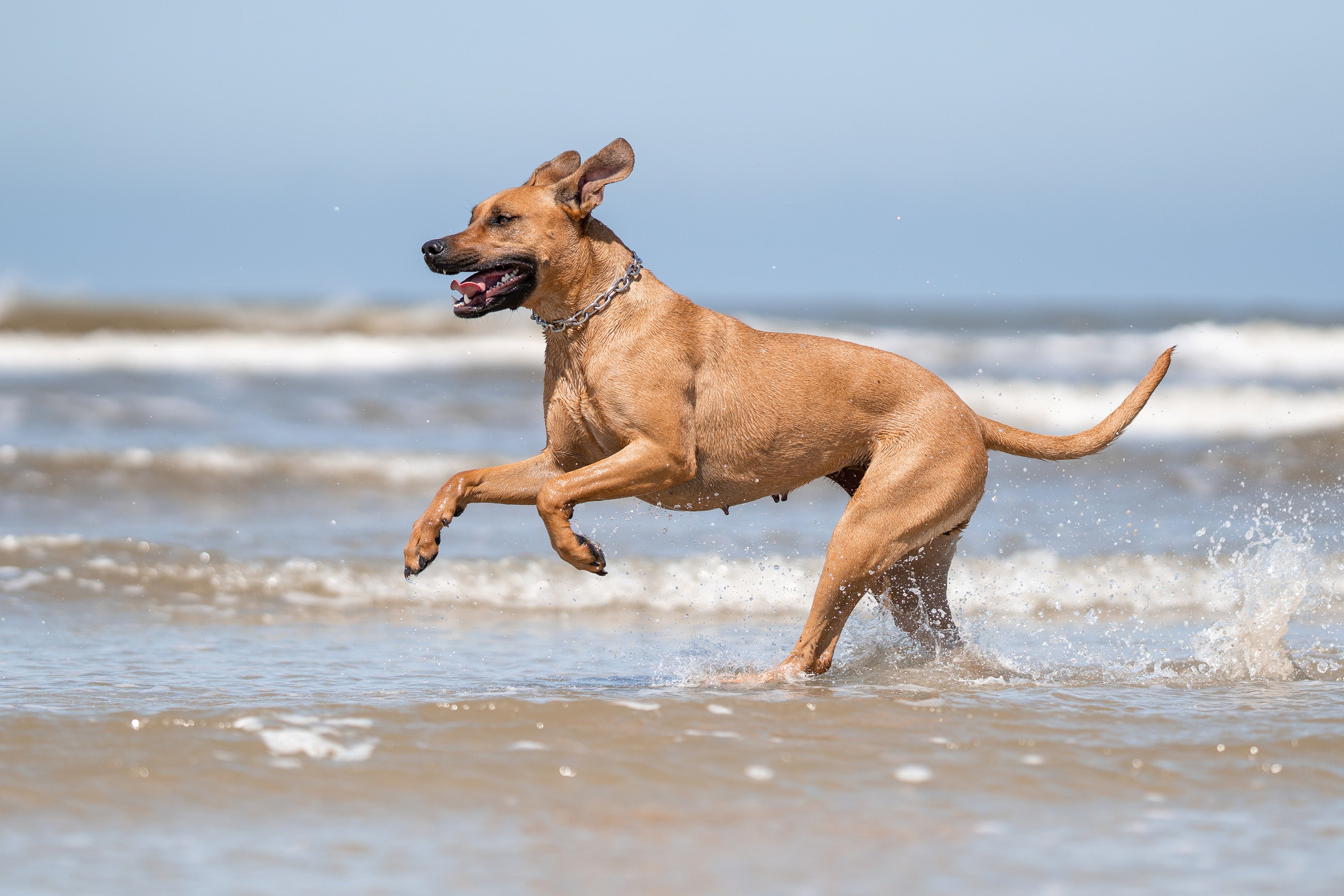 Hund mit Edelstahl Kettenhalsband im Wasser