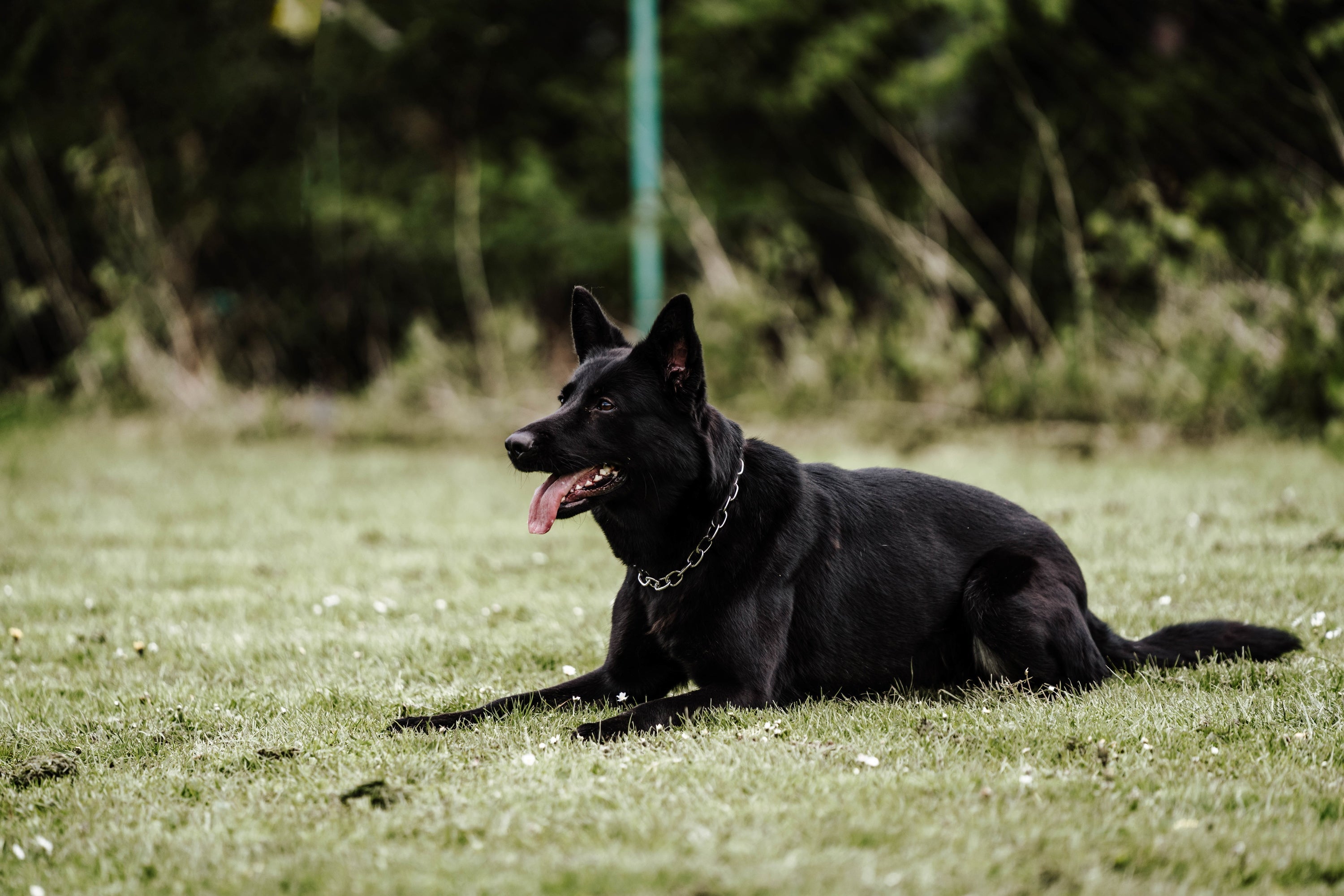schwarzer Hund mit Edelstahl Kettenhalsband medium