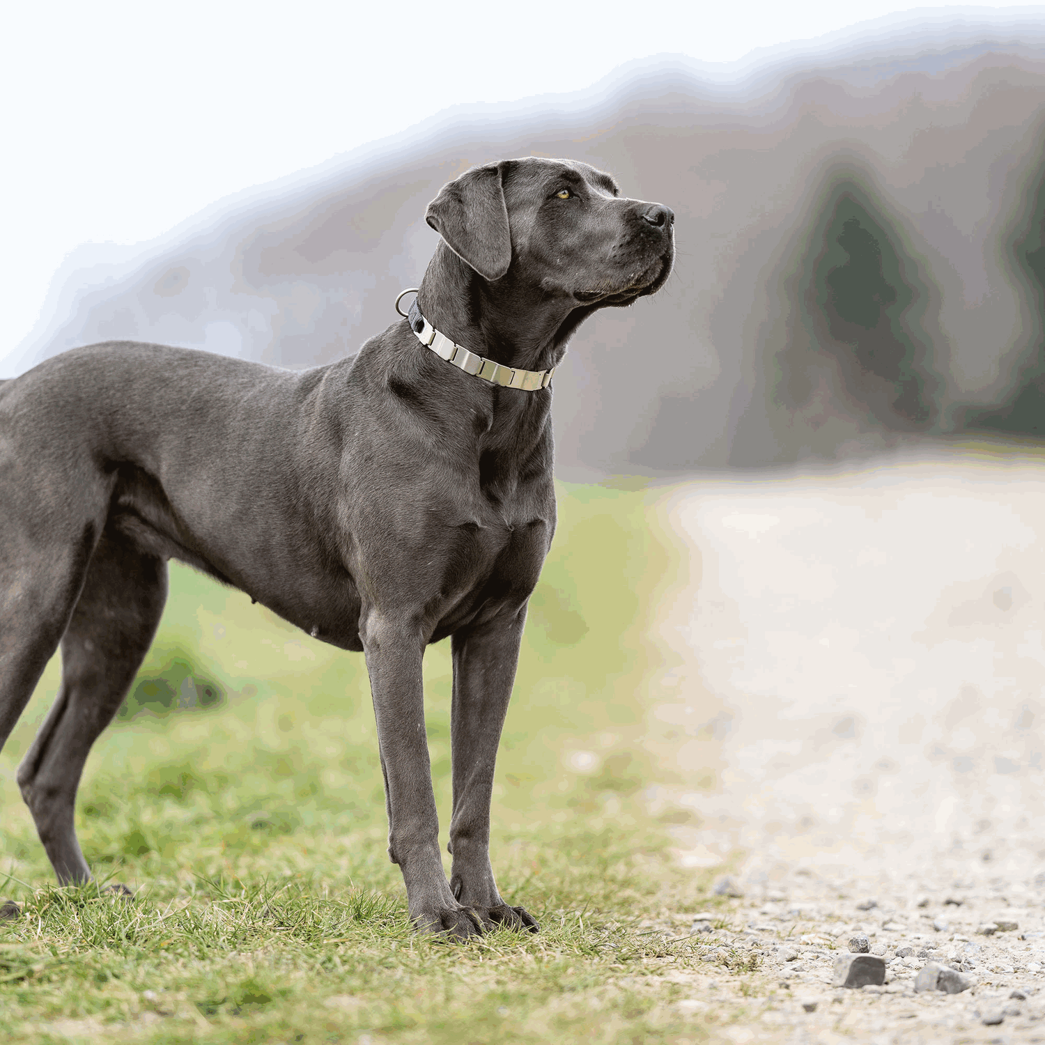 NeckTech Fun mit ClicLock Edelstahl Rostfrei | 50050_55-7.png | 1731103326