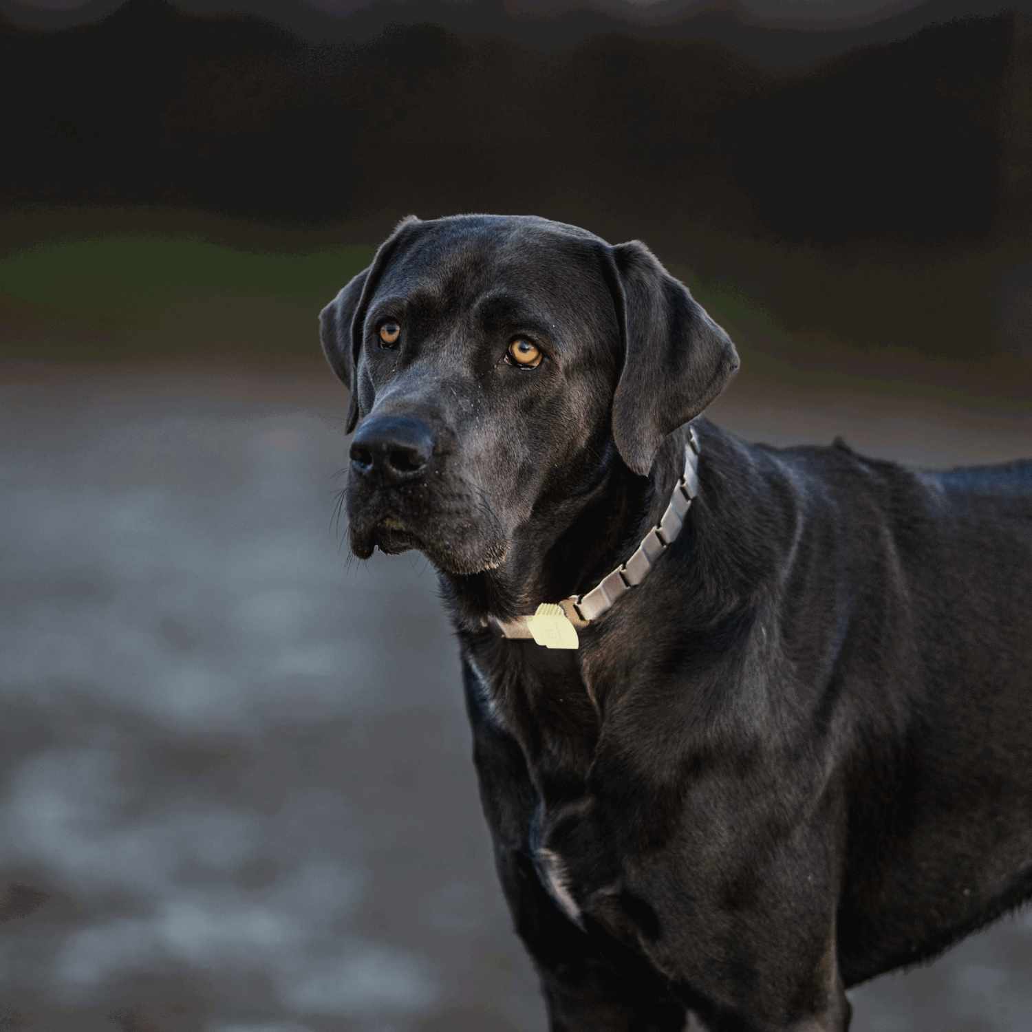 Bundle NeckTech Fluo + Frisbee + Kotbeutel | 5005121055_2.png | 1731103329