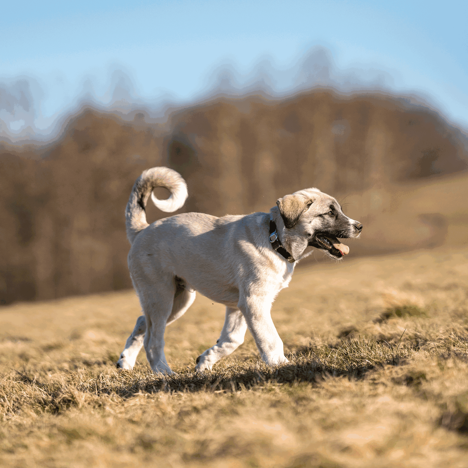 NeckTech Fun mit ClicLock Edelstahl Rostfrei | 50051_55-6.png | 1731103336