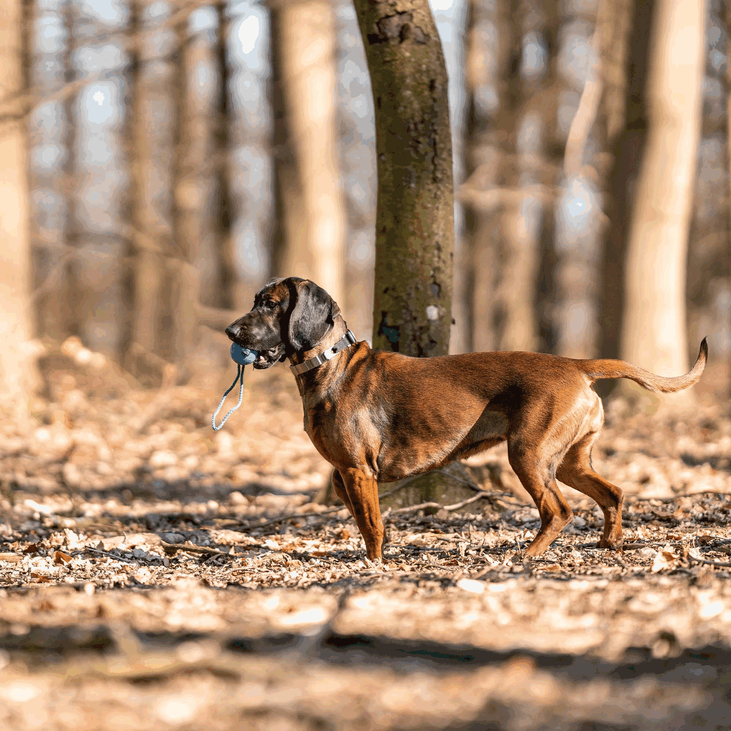 NeckTech Fun mit ClicLock Edelstahl Rostfrei matt | 50051_65-4.png | 1731103341