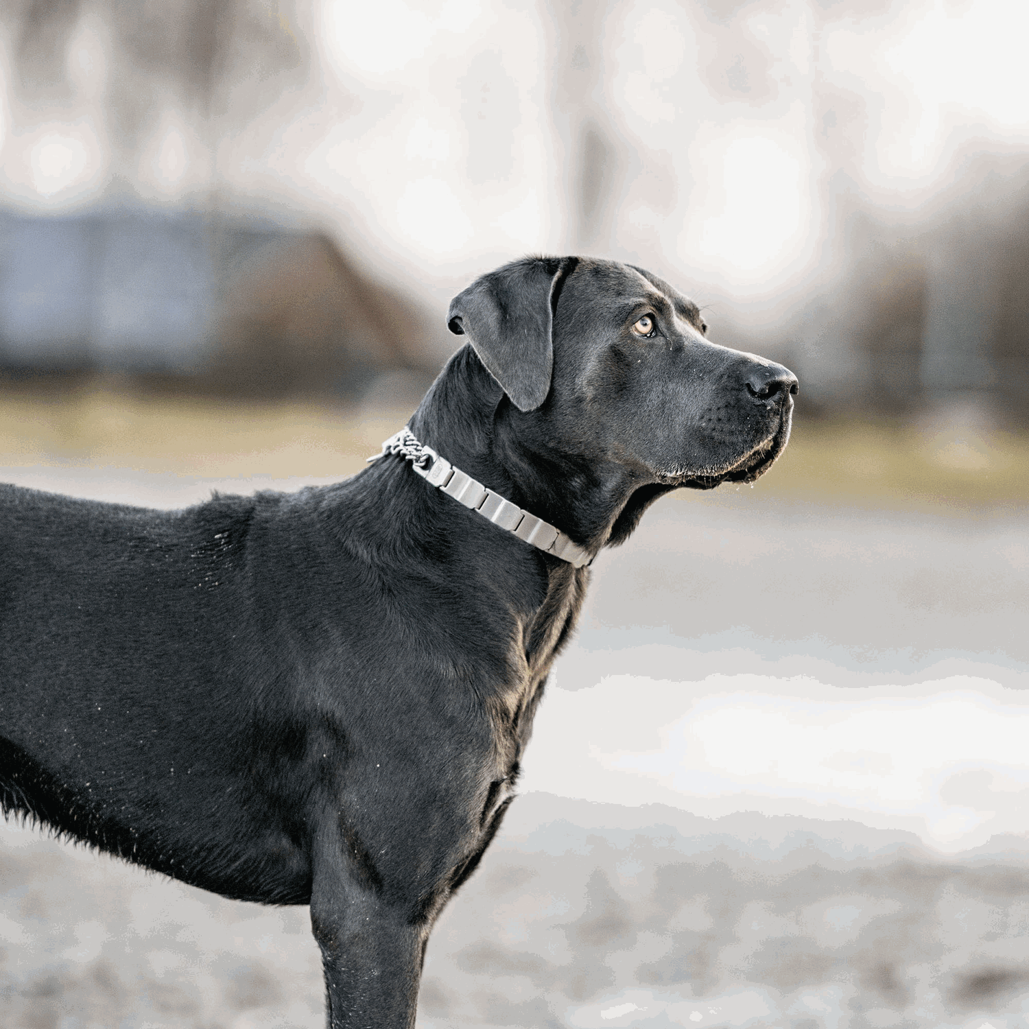 NeckTech Erstausstattung Hund Set | 50166_55-2.png | 1731103352