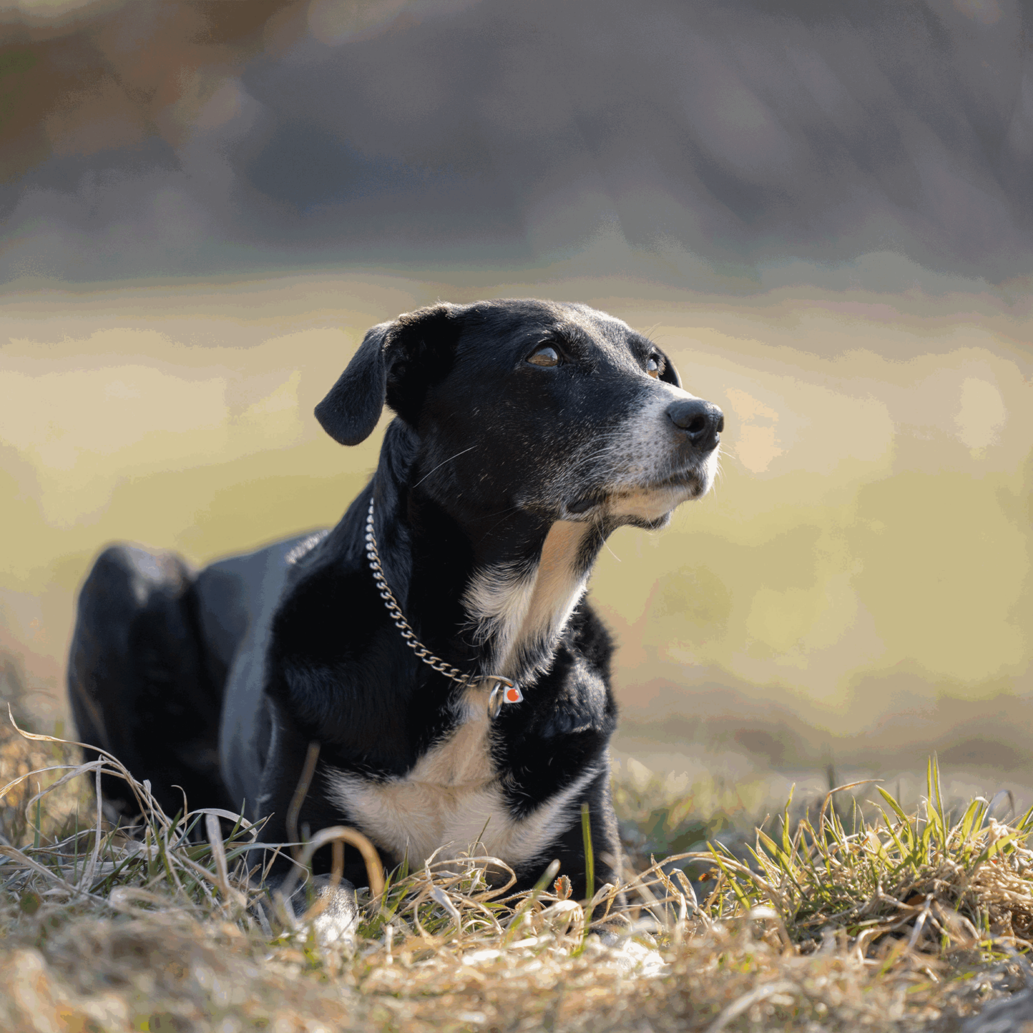 Halskette runde Glieder Edelstahl Rostfrei 2 mm | 50803_55-1.png | 1744063473