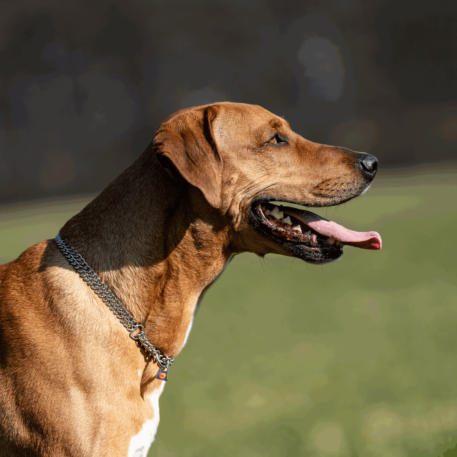 Halskette 2 reihig flach geschliffene Glieder Edelstahl Rostfrei 2 mm | 50881-55_8.png | 1731102969