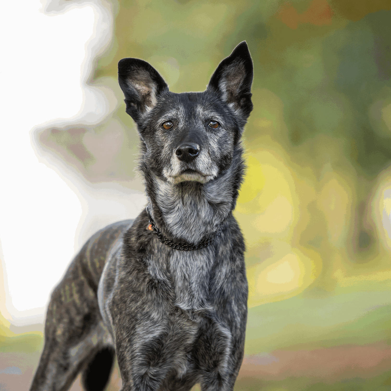 Halskette 2 reihig flach geschliffene Glieder Edelstahl Rostfrei schwarz 2 mm | 50881-57.1.png | 1731103160