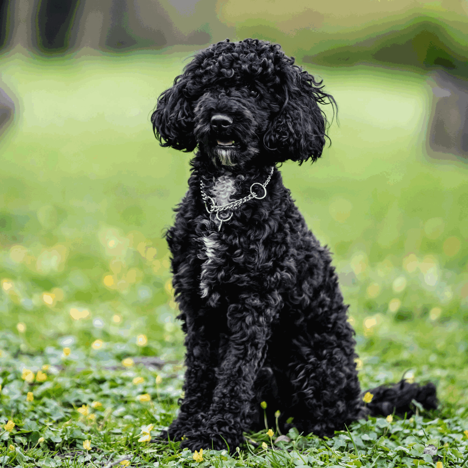 Halskette runde Glieder Edelstahl Rostfrei 2 mm 35 cm | 50882-55_02.png | 1731102973