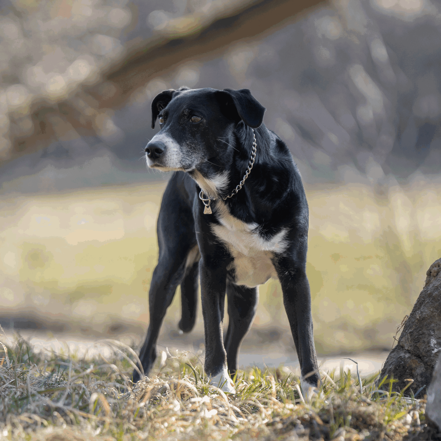 Halskette runde Glieder Edelstahl Rostfrei 2 5 mm | 50903_55-1.png | 1744063485