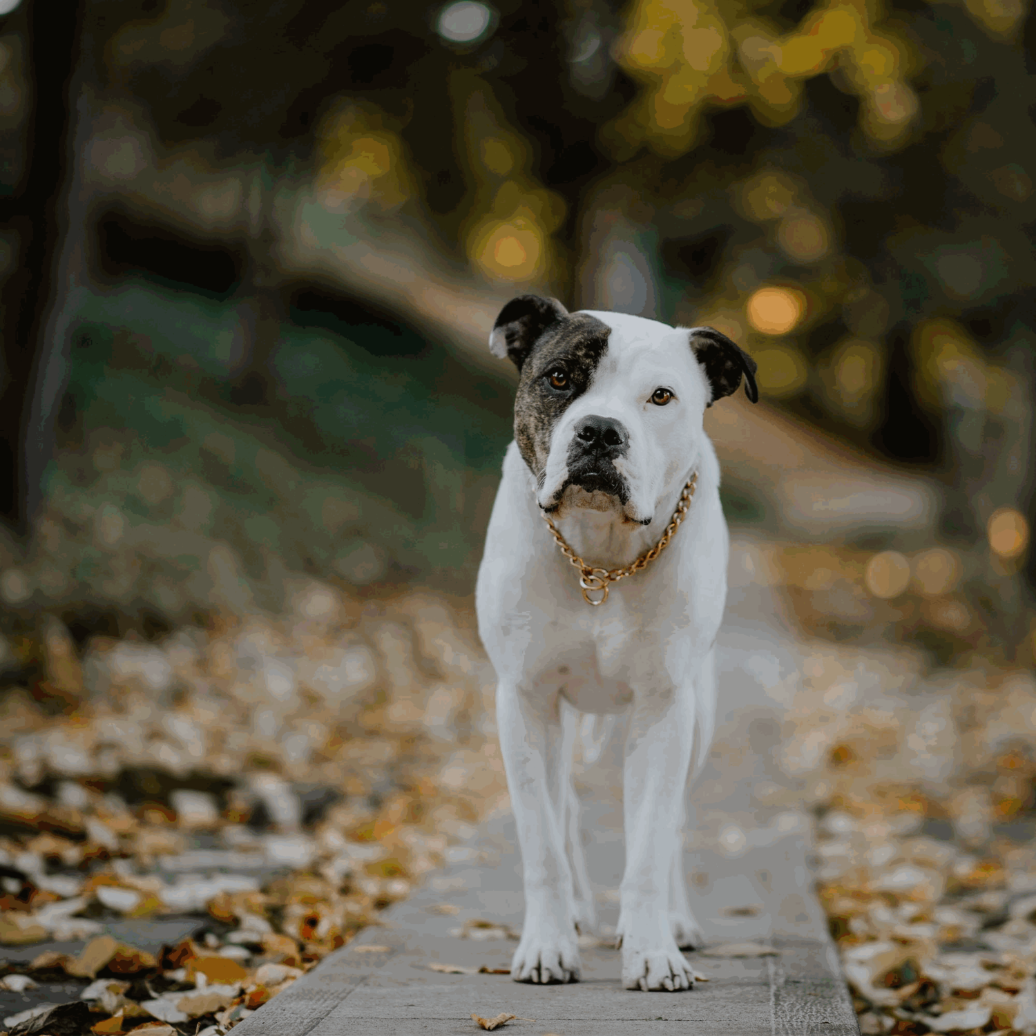 Halskette runde Glieder CUROGAN 3 mm | 51112-67_2.png | 1731102852