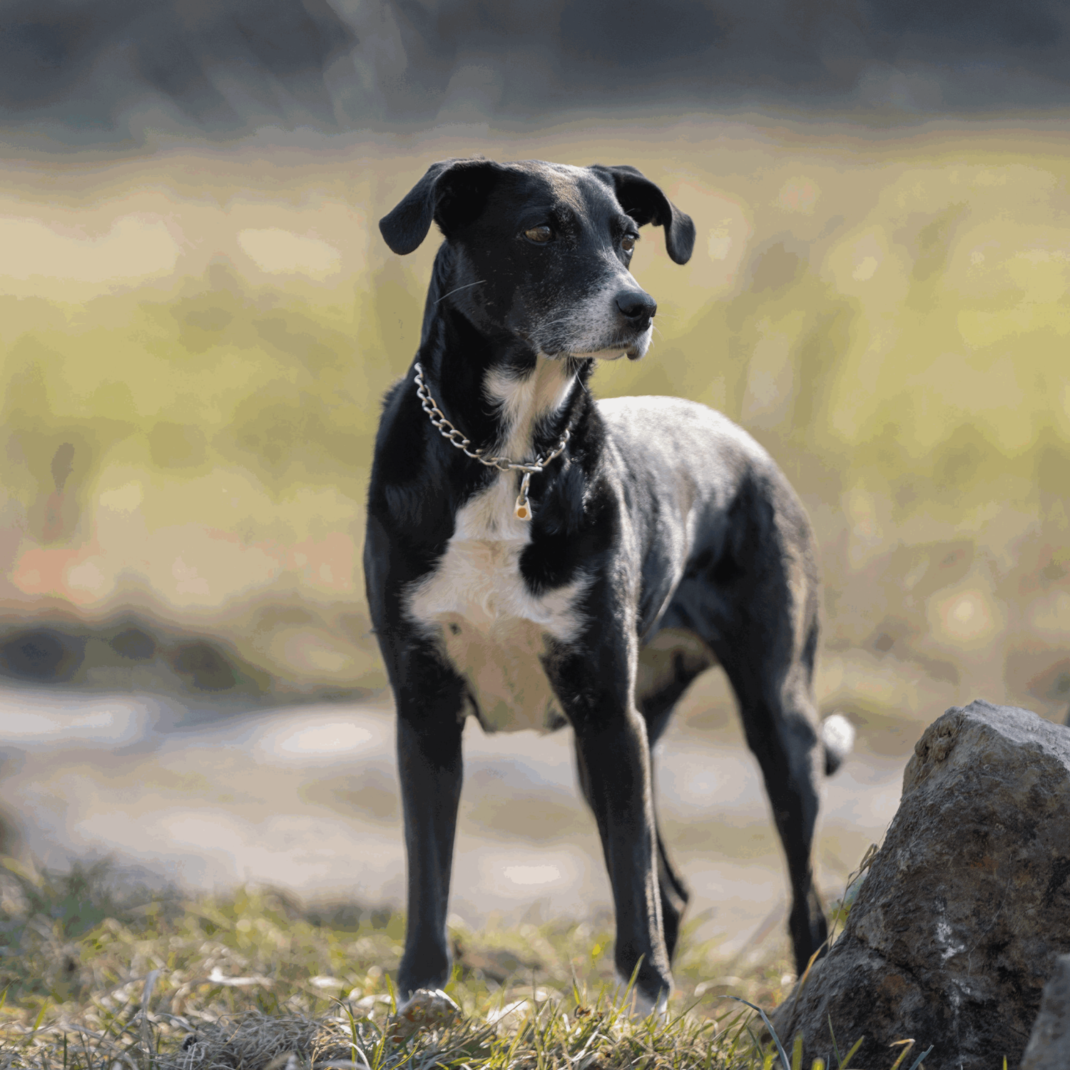 Halskette runde Glieder Edelstahl Rostfrei 3 mm | 51112_55-1.png | 1744063495