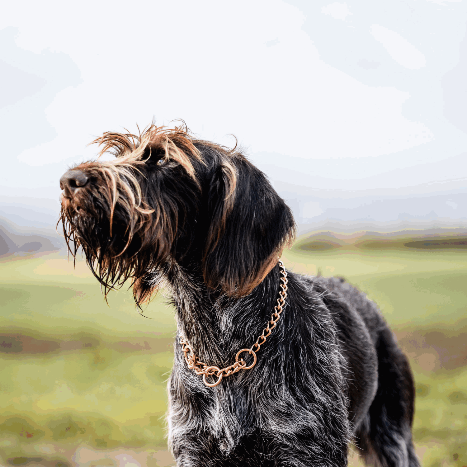 Halskette runde Glieder Curogan 3 mm | 51182-67_1.png | 1731102857