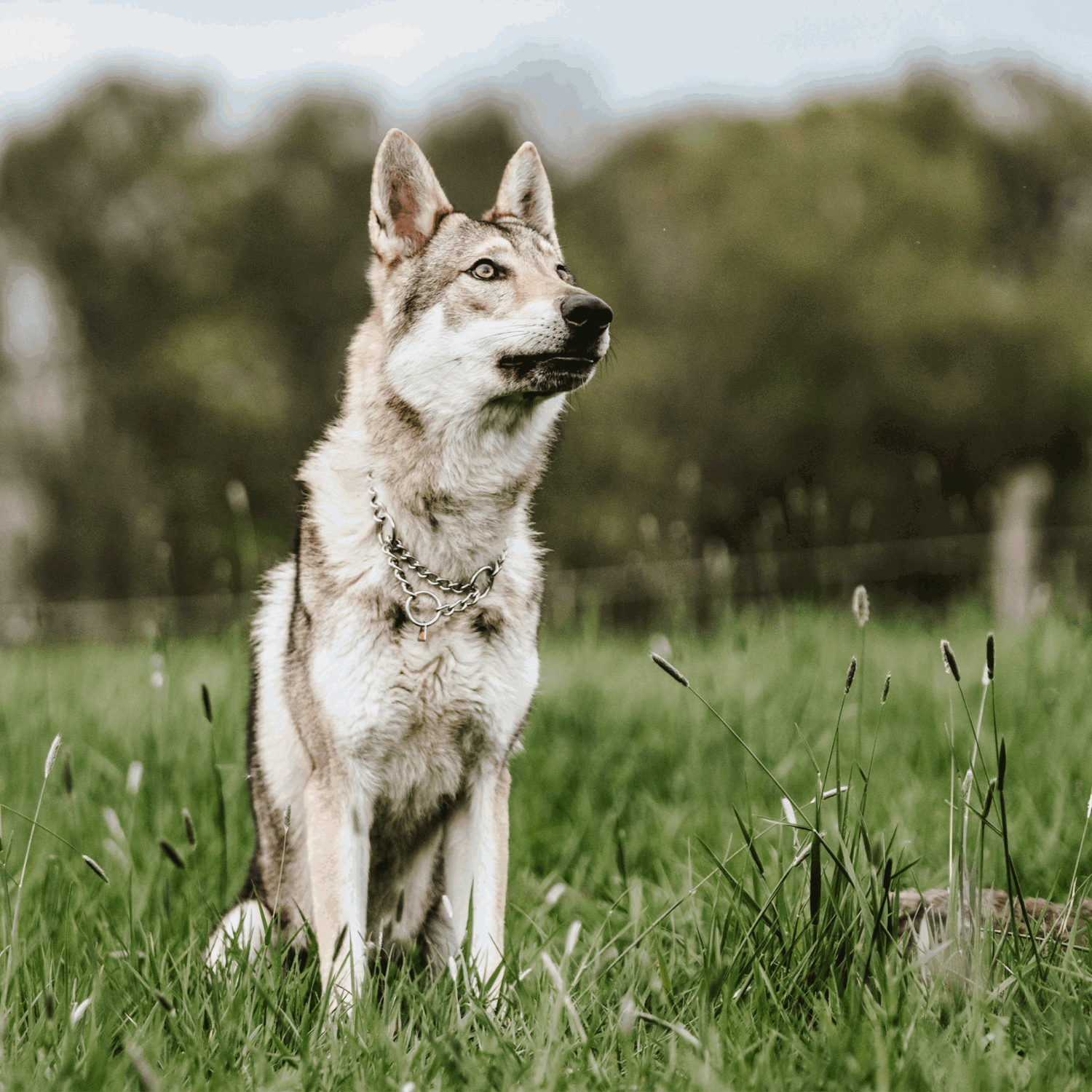 Halskette runde Glieder Edelstahl Rostfrei 4 mm | 51382-55_2.png | 1731102998