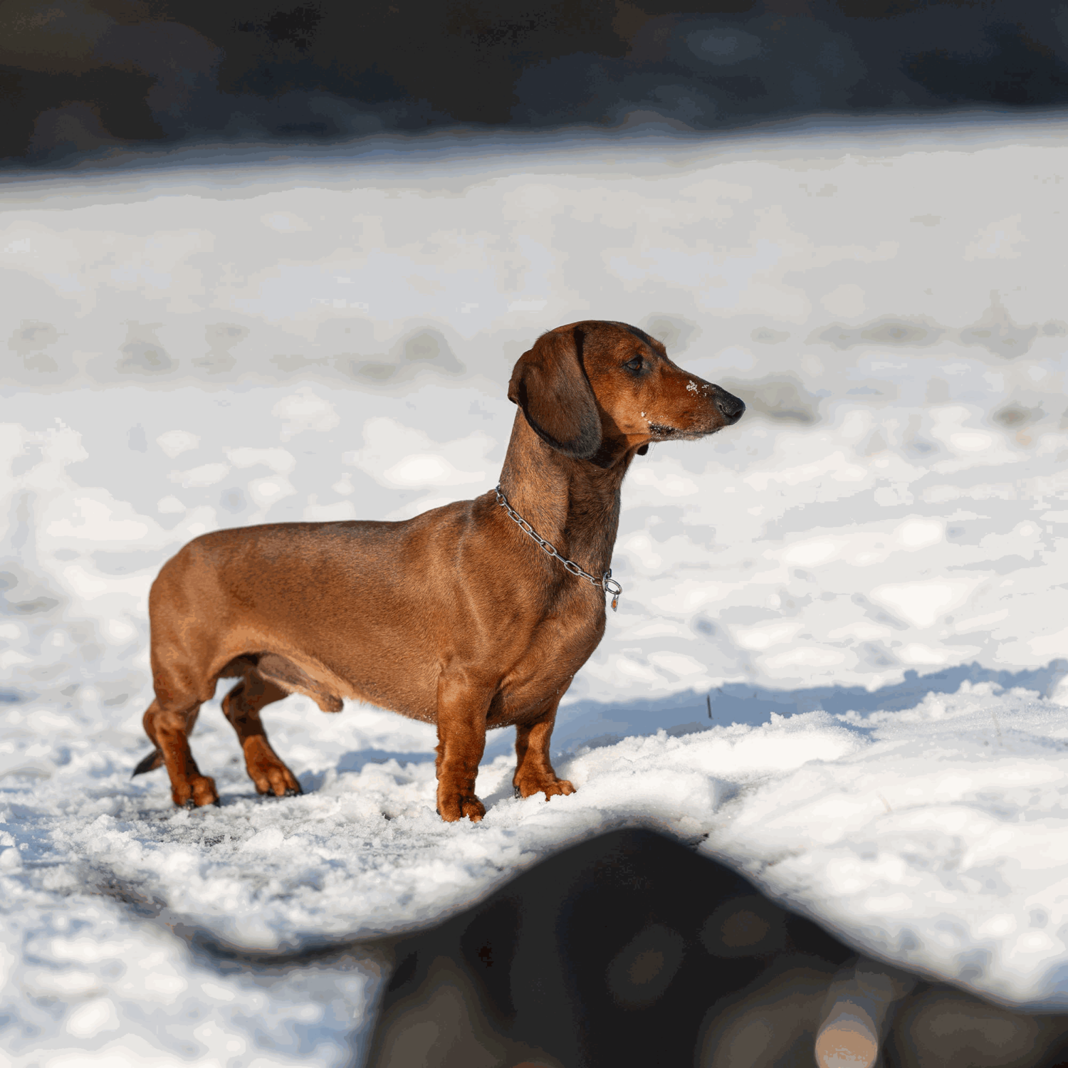 Halskette Edelstahl Rostfrei 2 mm | 51441-55_3.png | 1731103007