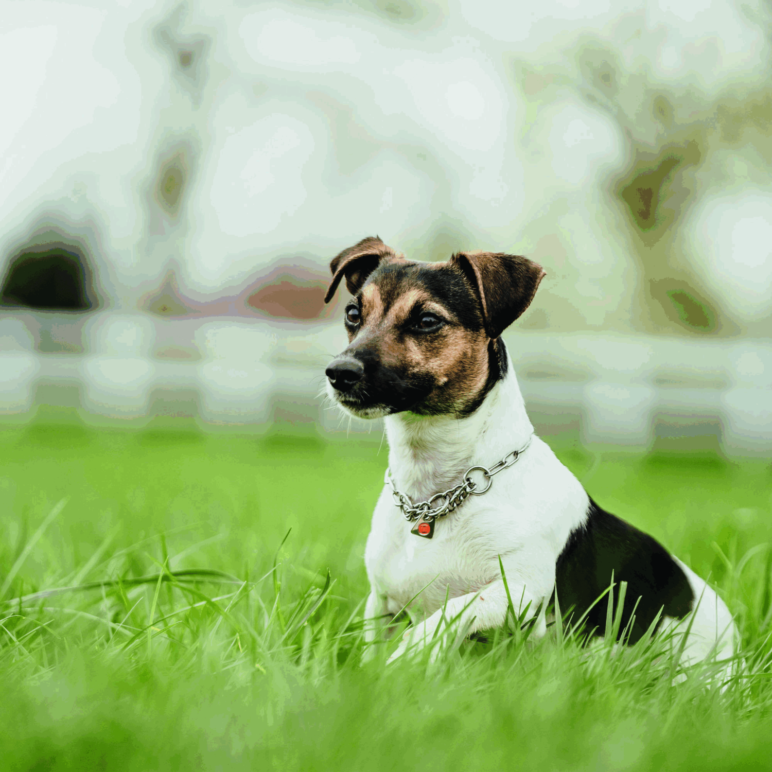 Halskette mit Zugbegrenzung Edelstahl Rostfrei 2 mm | 51445-55_10.png | 1731103013