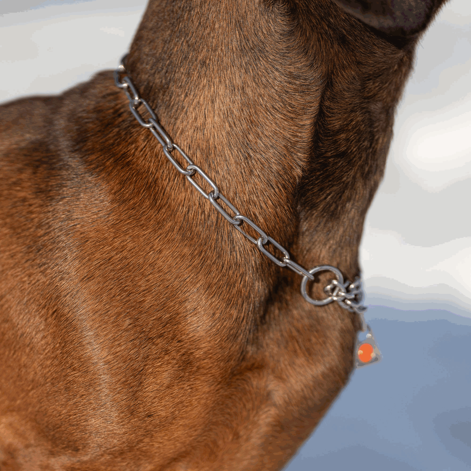 Halskette mit Zugbegrenzung Edelstahl Rostfrei 2 mm | 51445-55_2.png | 1731103018