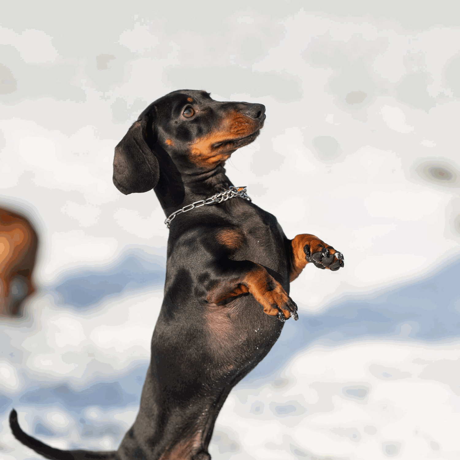 Halskette mit Zugbegrenzung Edelstahl Rostfrei 2 mm | 51445-55_3.png | 1731103019