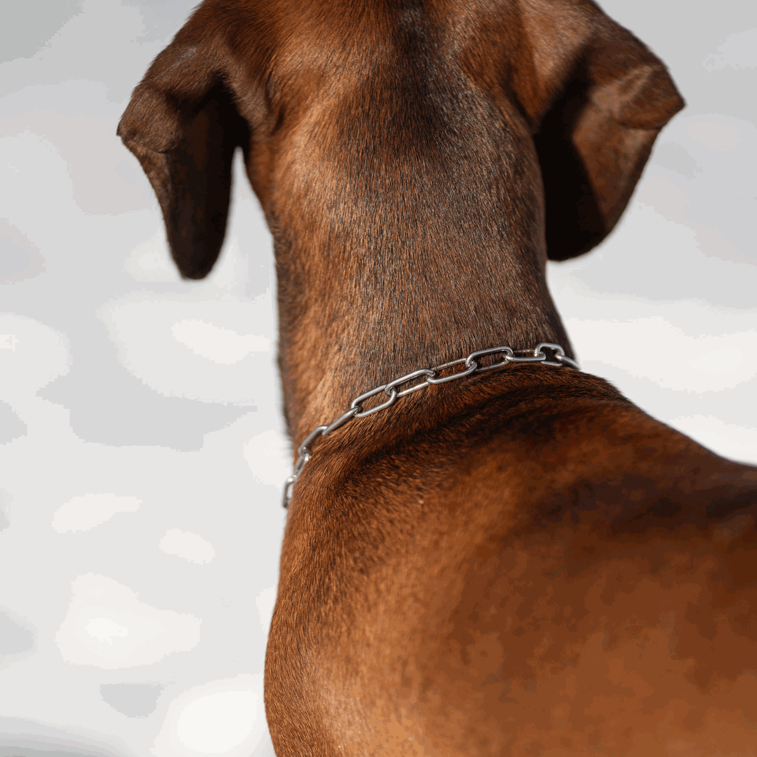 Halskette mit Zugbegrenzung Edelstahl Rostfrei 2 mm | 51445-55_4.png | 1731103020