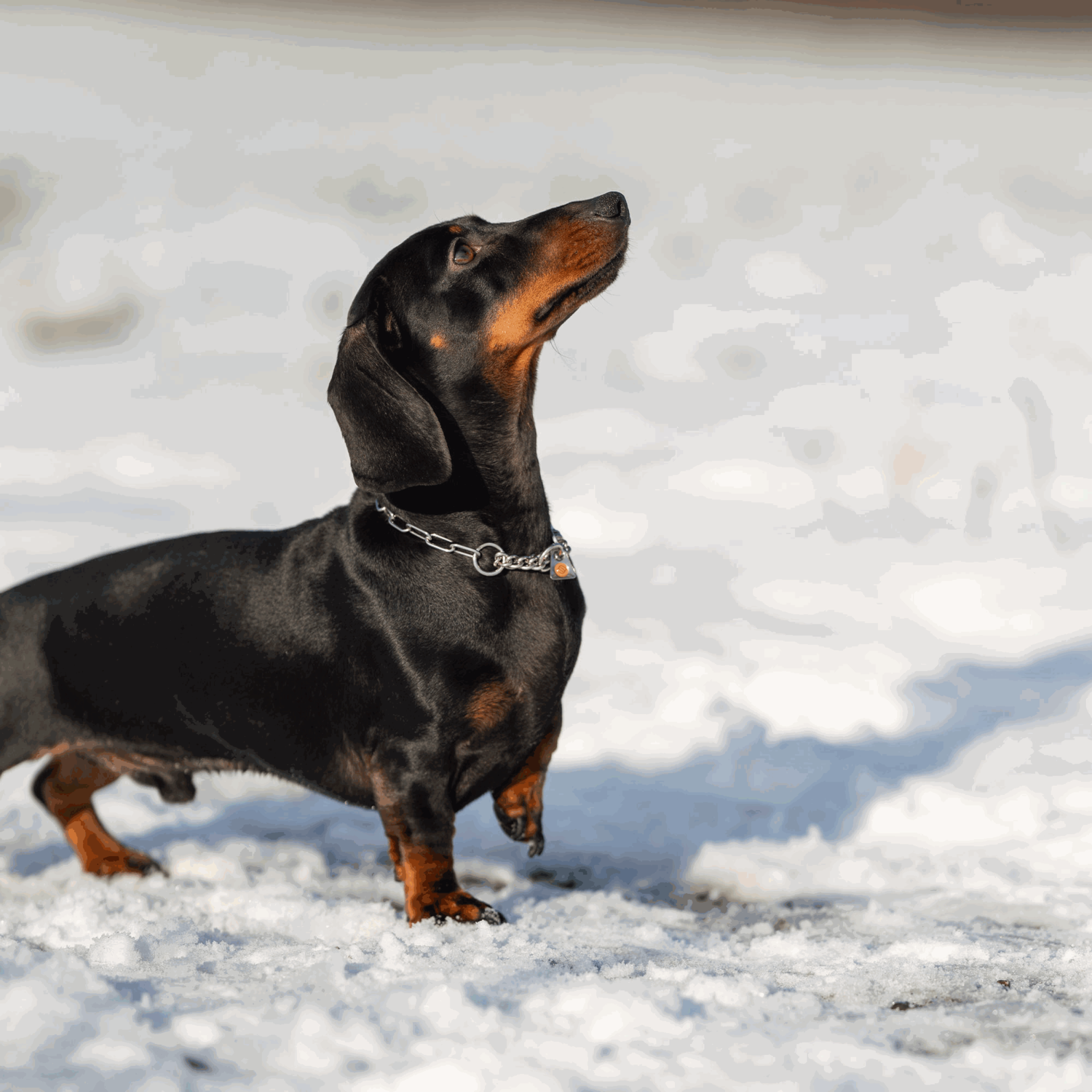 Halskette mit Zugbegrenzung Edelstahl Rostfrei 2 mm | 51445-55_5.png | 1731103021