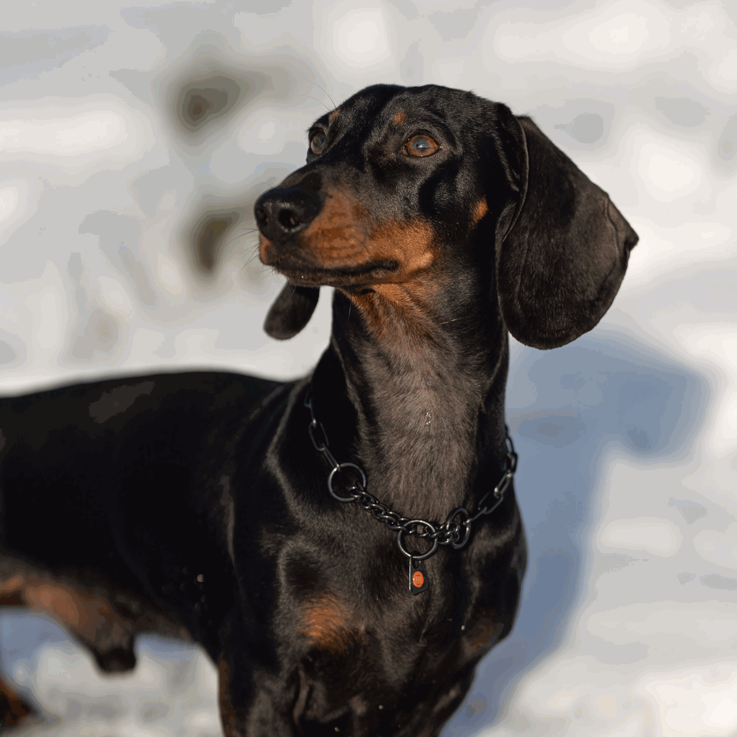 Halskette mit Zugbegrenzung Edelstahl Rostfrei schwarz 2 mm | 51445-57_1.png | 1731103196