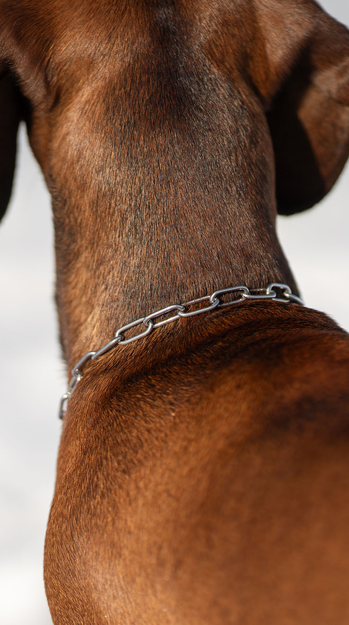 Ein Hund mit braunem Fell steht in der Sonne. Der Fokus liegt auf seinem Hals, an dem eine silberne Kette als Halsband zu sehen ist. Das Fell ist glänzend und die Haut zeigt feine Details. Im Hintergrund ist eine unscharfe, helle Fläche sichtbar, was auf einen schneebedeckten Boden hindeutet. Die Darstellung vermittelt einen Eindruck von Wärme und Lebhaftigkeit.
