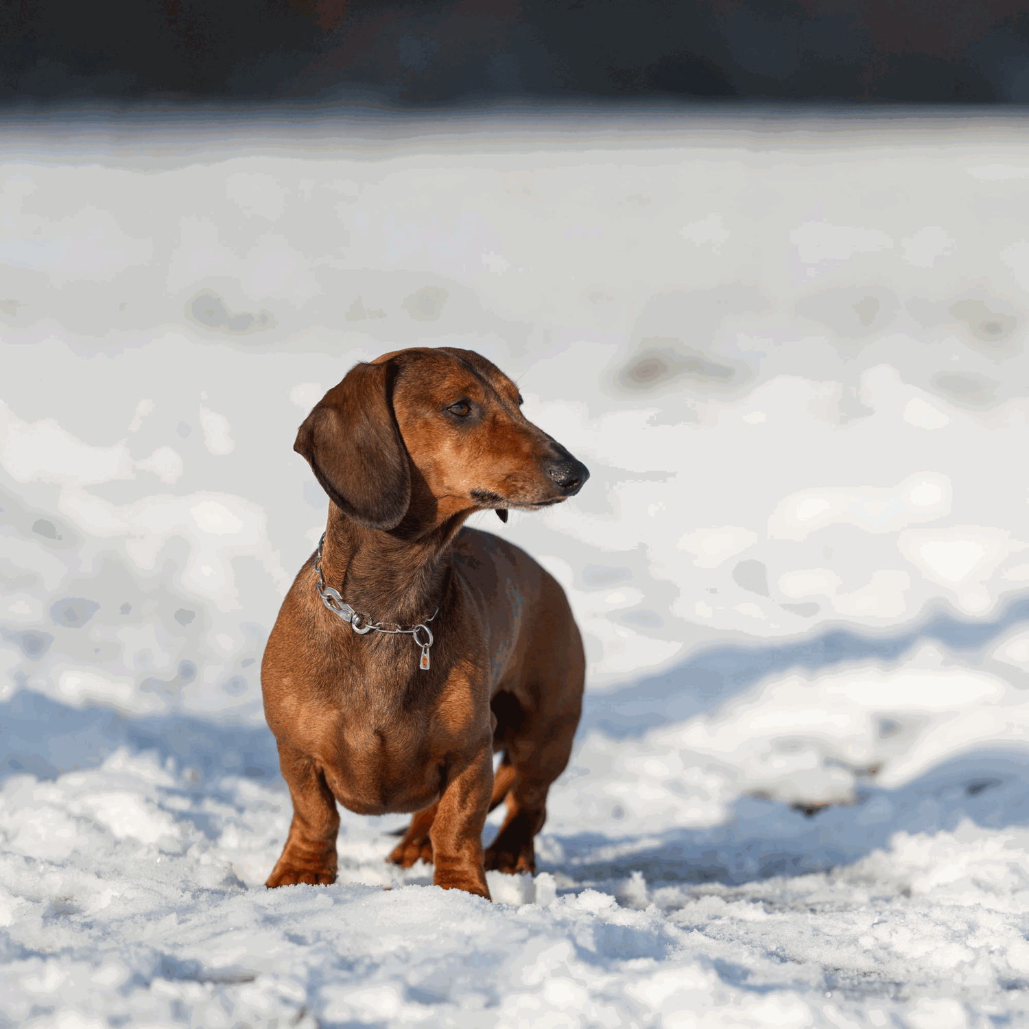 Halskette verstellbar mit SPRENGER Haken Edelstahl Rostfrei 2 mm | 51447-55_2.png | 1731103045