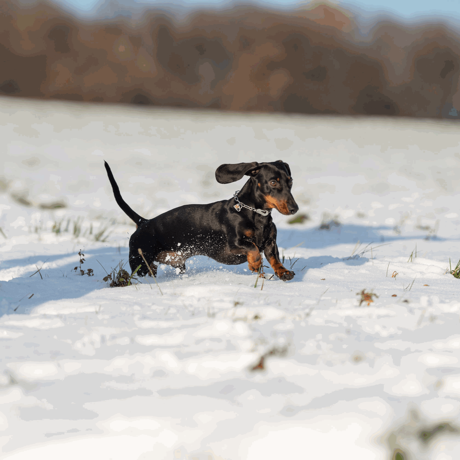 Halskette verstellbar mit SPRENGER Haken Edelstahl Rostfrei 2 mm | 51447-55_5.png | 1731103047