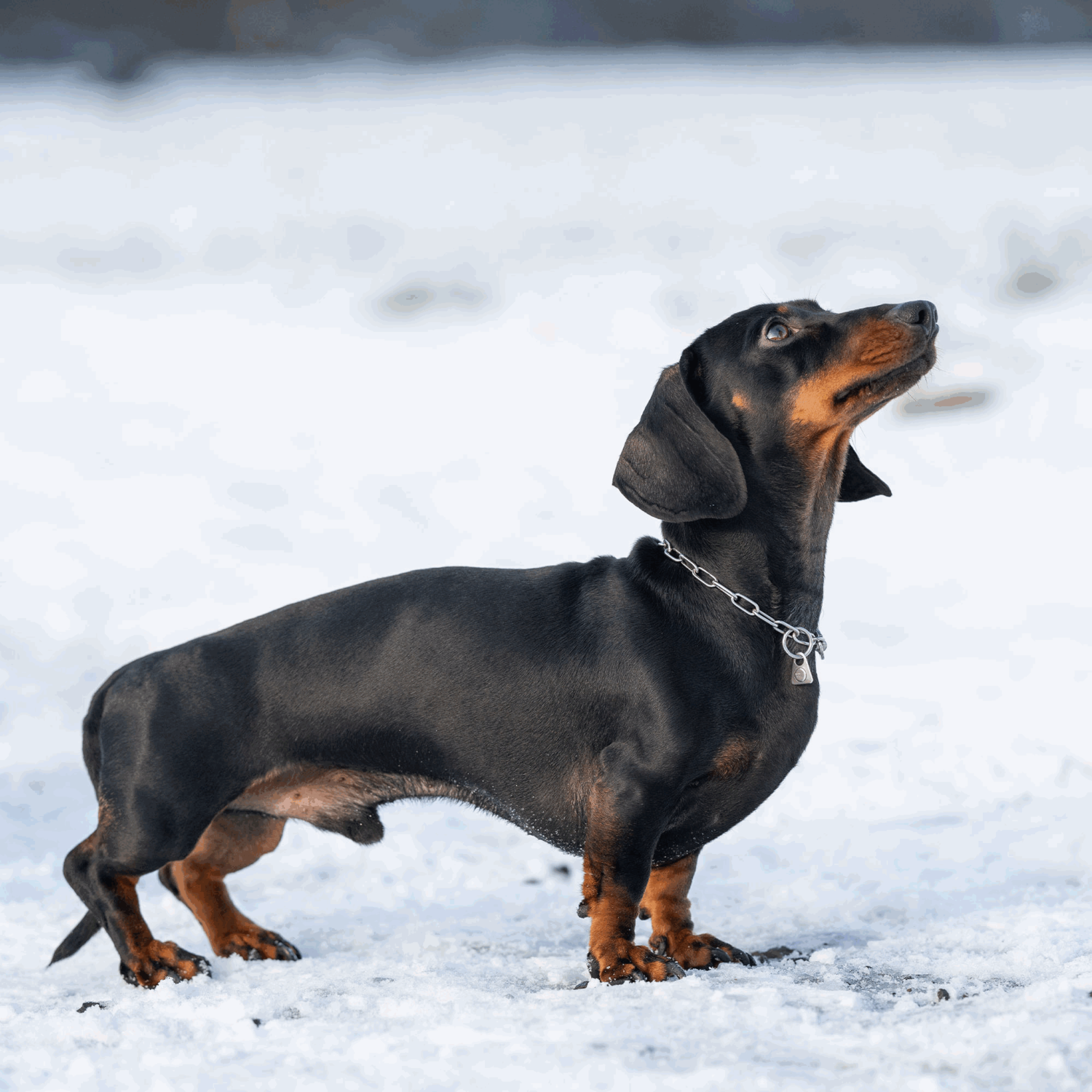 Halskette verstellbar mit SPRENGER Haken Edelstahl Rostfrei 2 mm | 51447-55_7.png | 1731103048