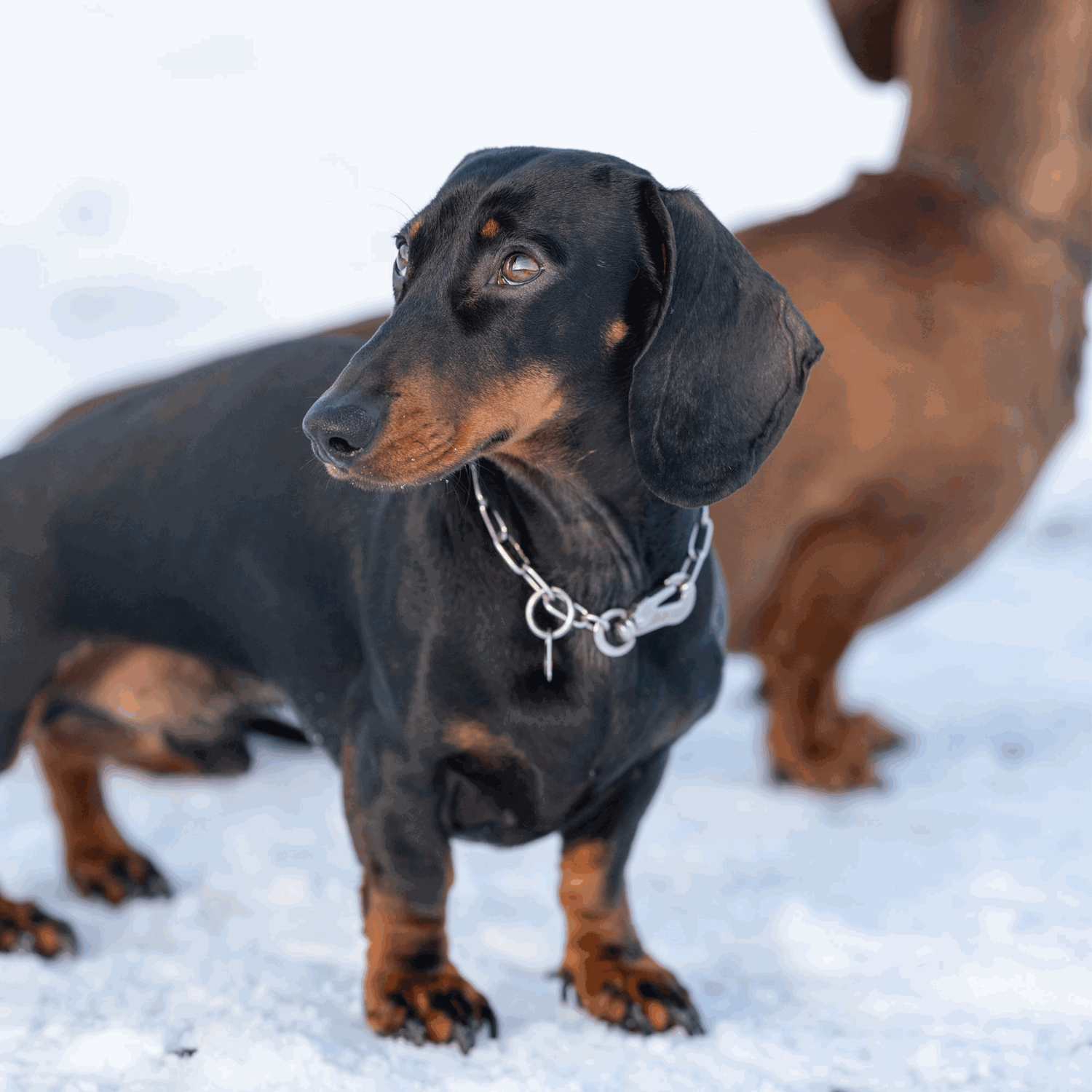 Halskette verstellbar mit SPRENGER Haken Edelstahl Rostfrei 2 mm | 51447-55_8.png | 1731103049