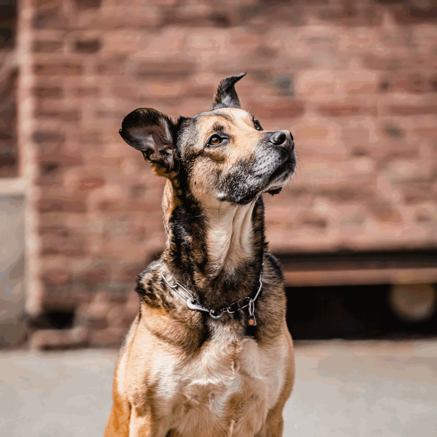 Halskette langgliedrig verstellbar mit SPRENGER Haken Edelstahl Rostfrei 3 mm | 51502-55_1.png | 1747209664