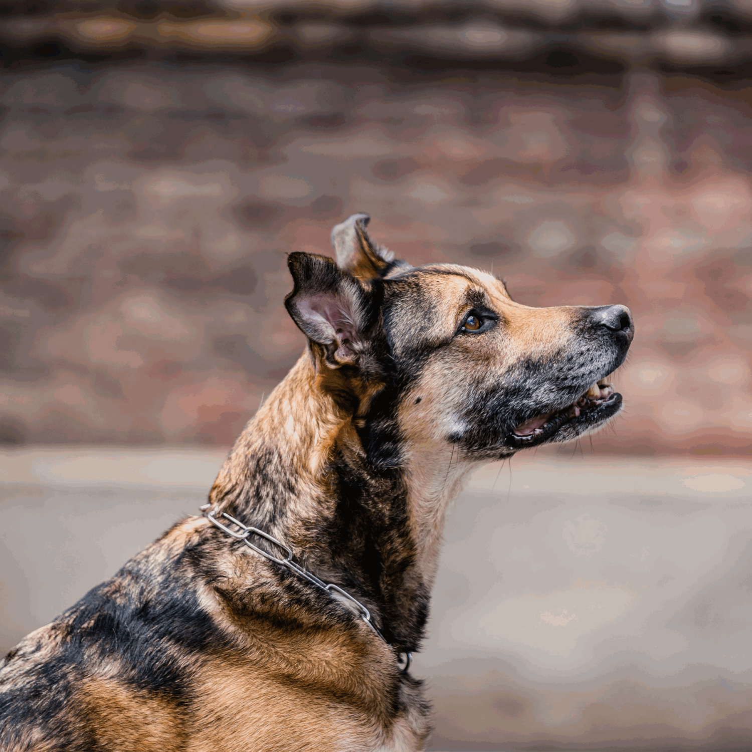 Halskette langgliedrig verstellbar mit SPRENGER Haken Edelstahl Rostfrei 3 mm | 51502-55_4.png | 1747209675