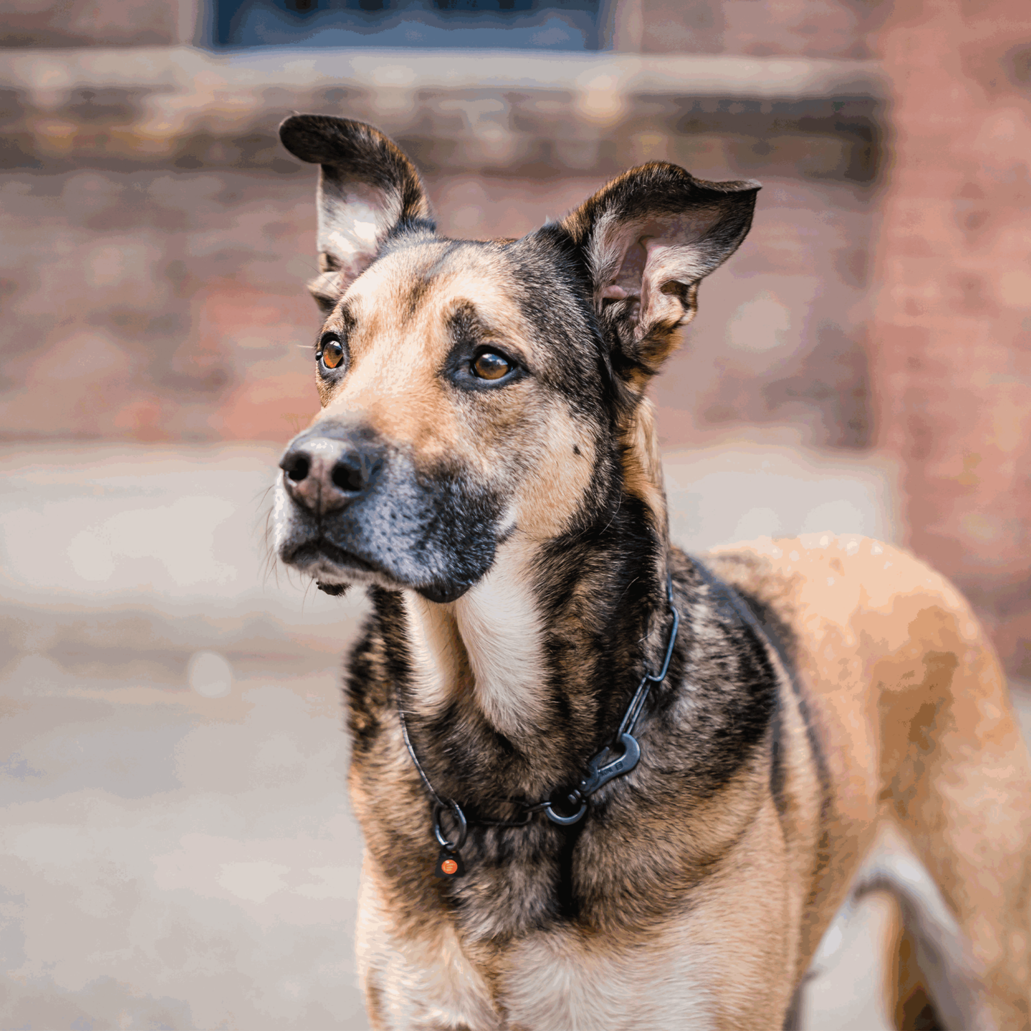 Halskette langgliedrig verstellbar mit SPRENGER Haken Edelstahl Rostfrei schwarz 3 mm | 51502-57_1.png | 1747209693