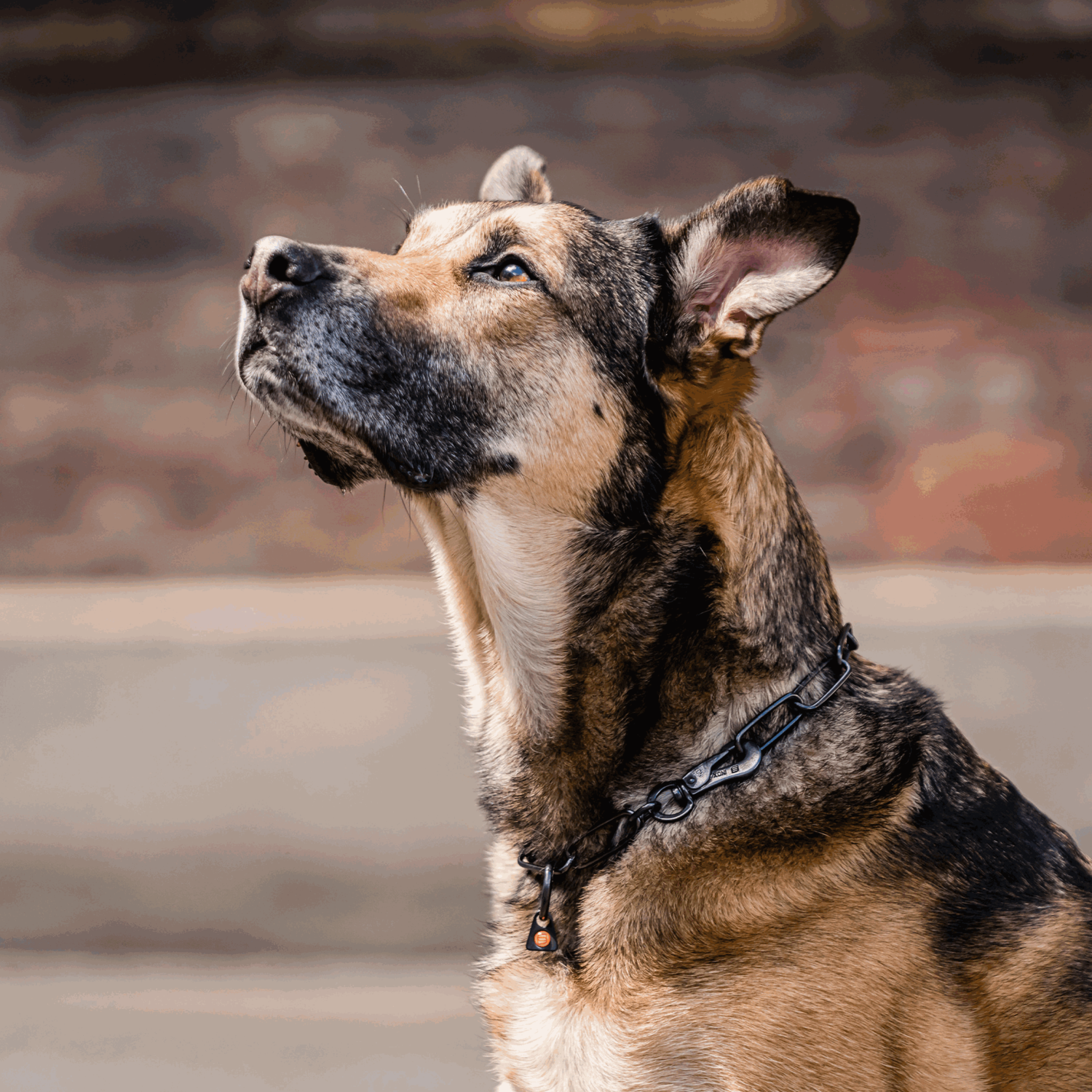 Halskette langgliedrig verstellbar mit SPRENGER Haken Edelstahl Rostfrei schwarz 3 mm | 51502-57_3.png | 1747209700