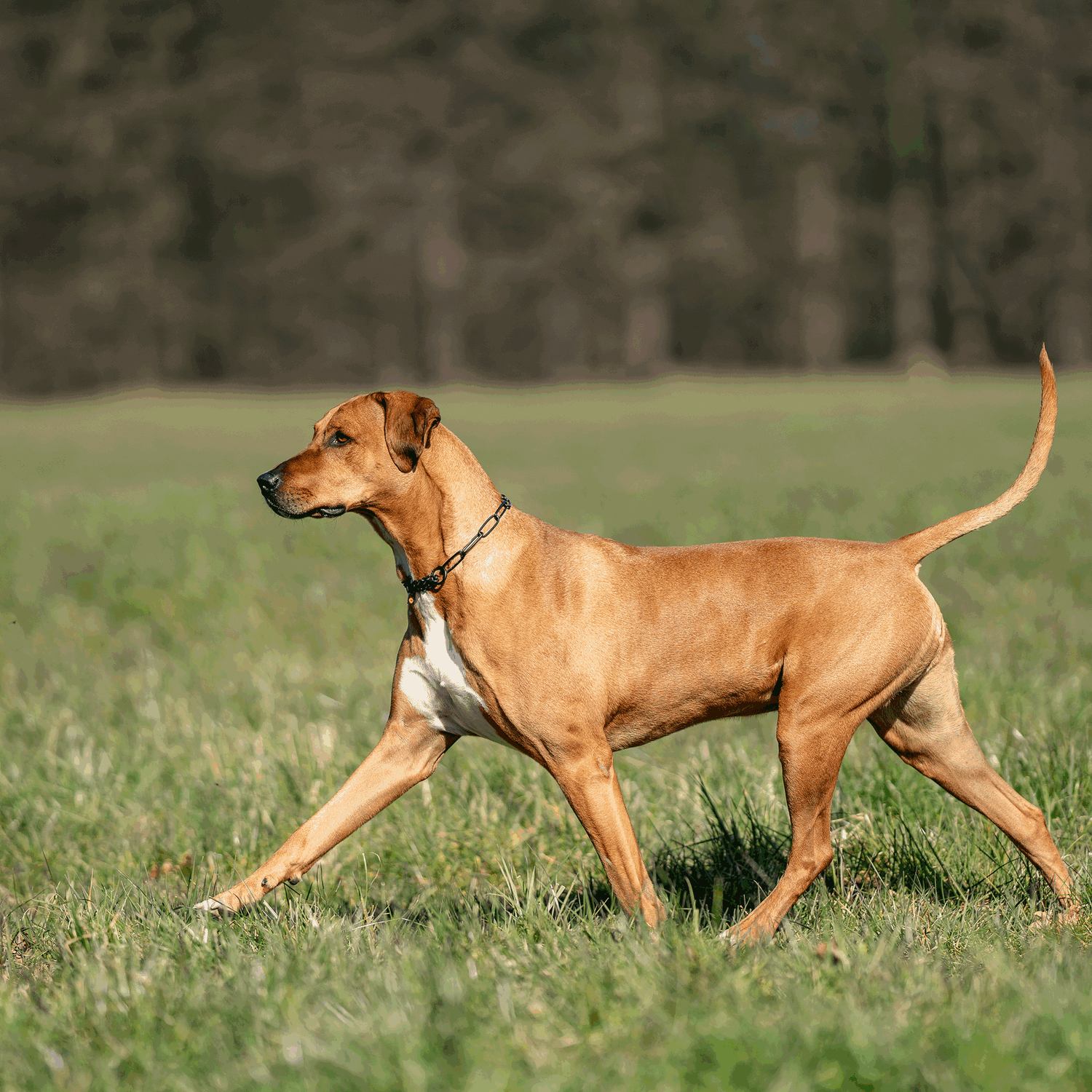 Halskette mit Zugbegrenzung Edelstahl Rostfrei schwarz 3 mm | 51514-57-8.png | 1731103216
