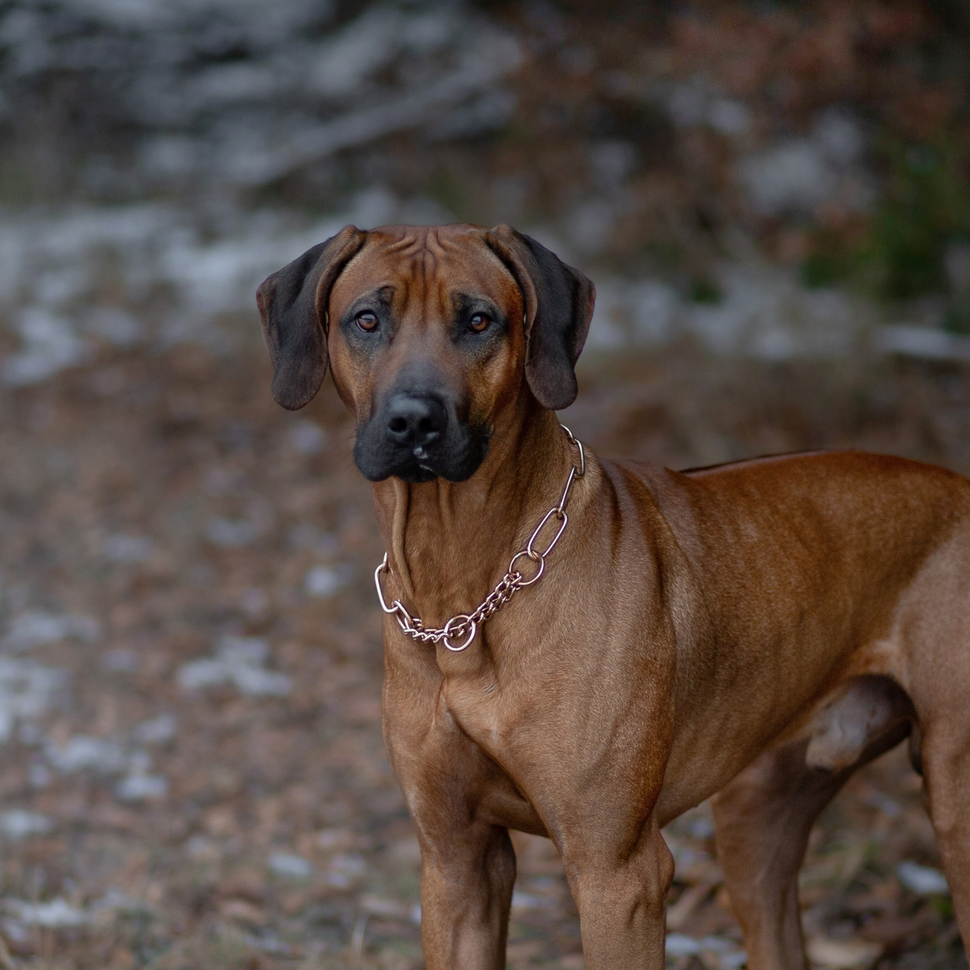 Halskette mit Zugbegrenzung CUROGAN 3 mm | 51514-67_6.png