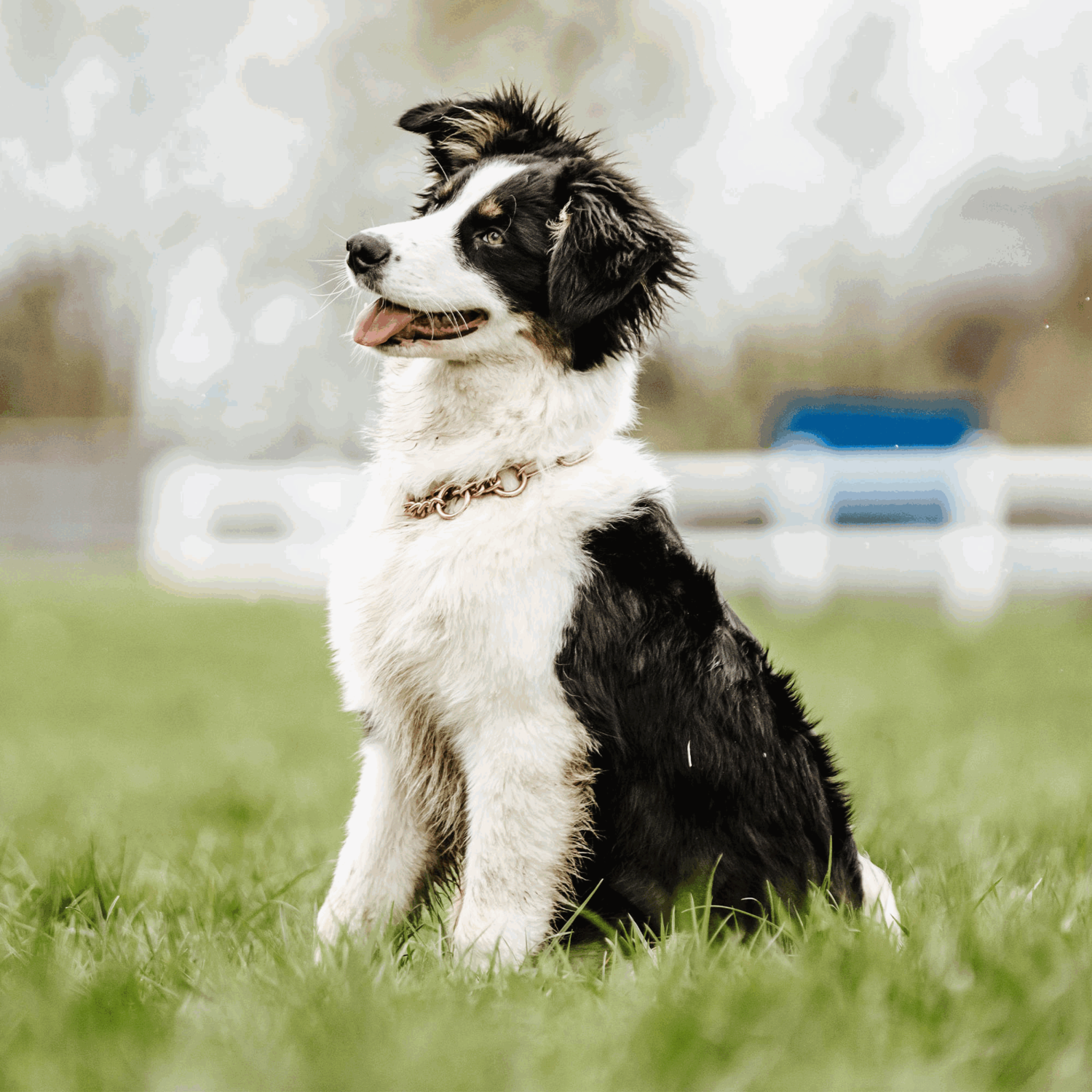 Halskette mit Zugbegrenzung CUROGAN 3 mm | 51514-67_7.png | 1731102883