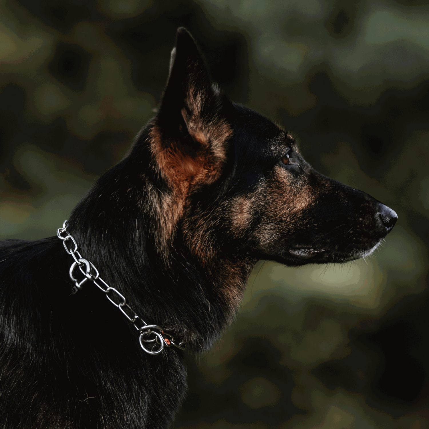 SPRENGER Klassiker Bundle | 51541-55-S_21.png | 1731103074