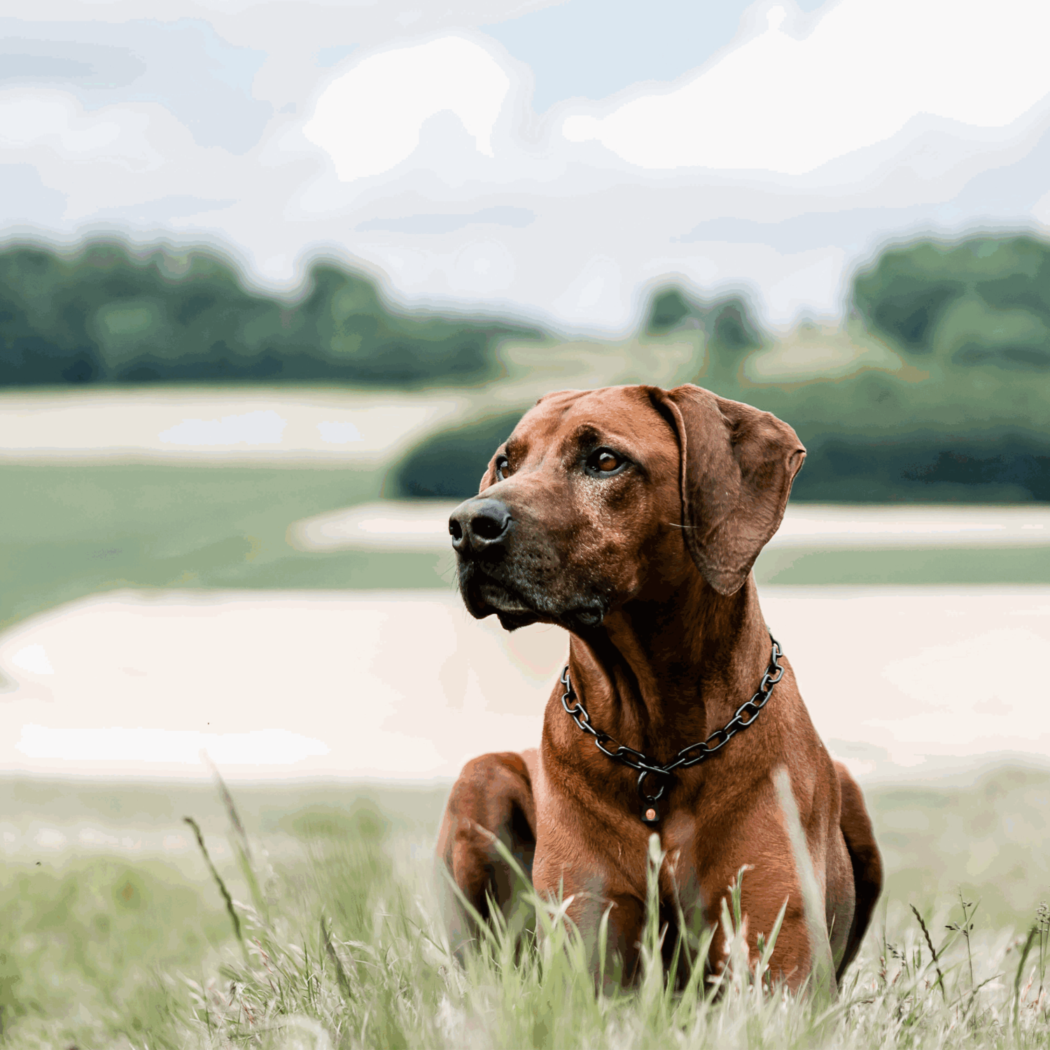 Halskette medium Edelstahl Rostfrei schwarz 3 mm | 51541-57_02.png | 1731103220