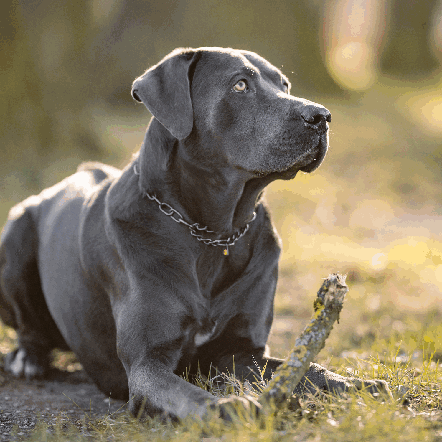 Halskette medium mit Durchzugskette Edelstahl Rostfrei schwarz 3 mm | 51545_57-3.png | 1731103228